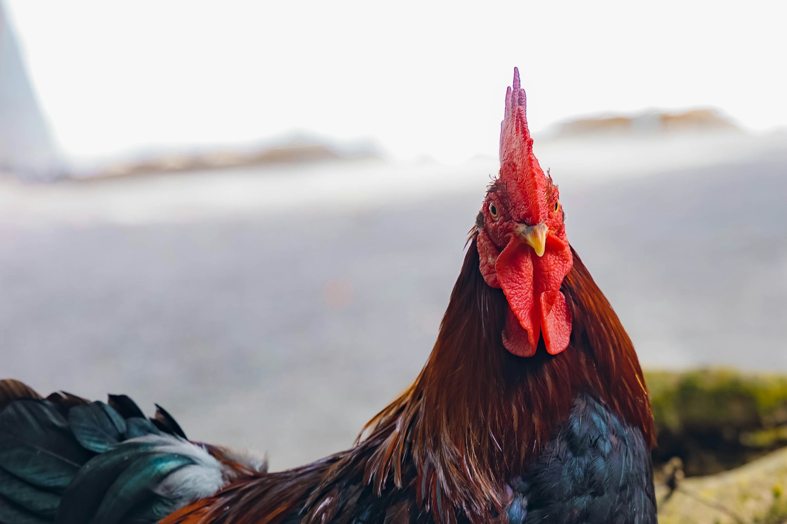 Close-up of a rooster with vibrant red comb