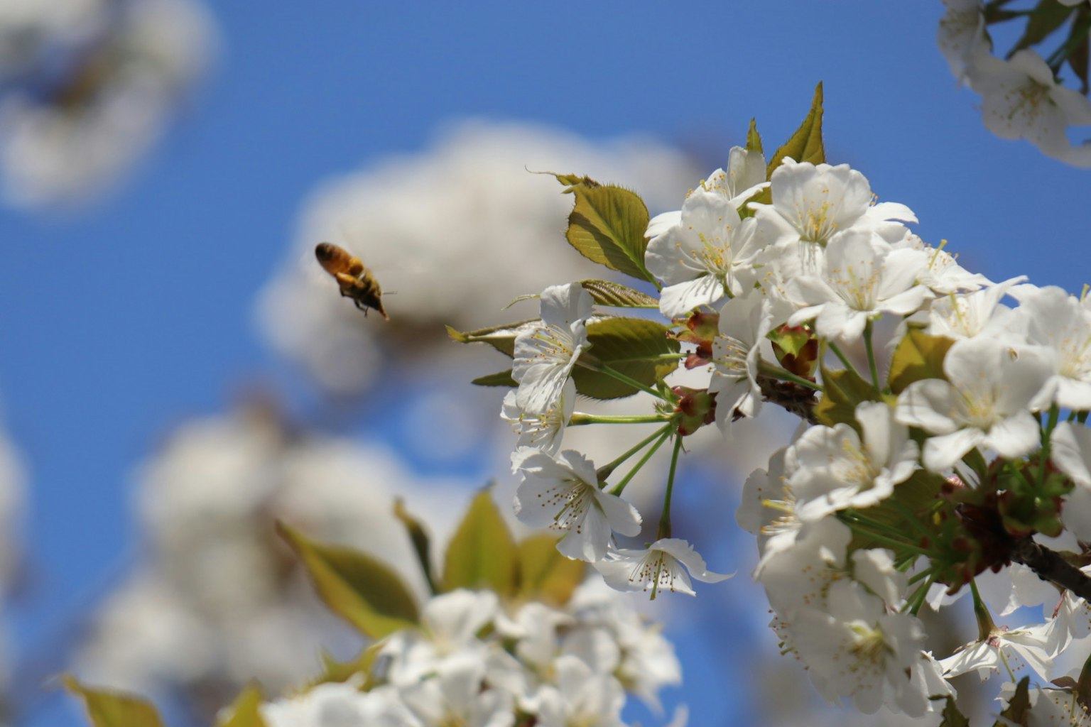 White flowers and a bee under a blue sky