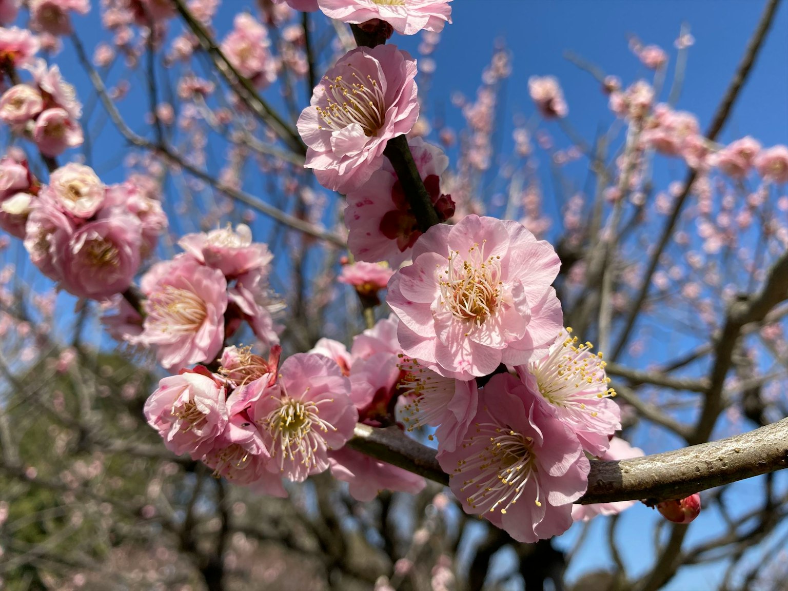 蓝天背景下盛开的粉色梅花树枝