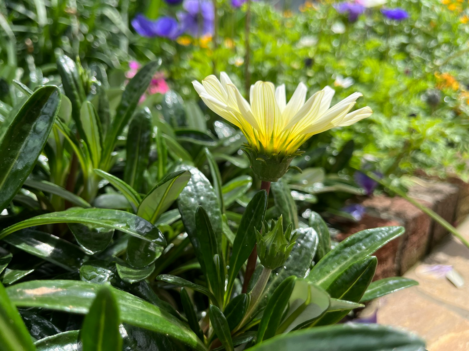 花園中綠葉間盛開的黃色花朵