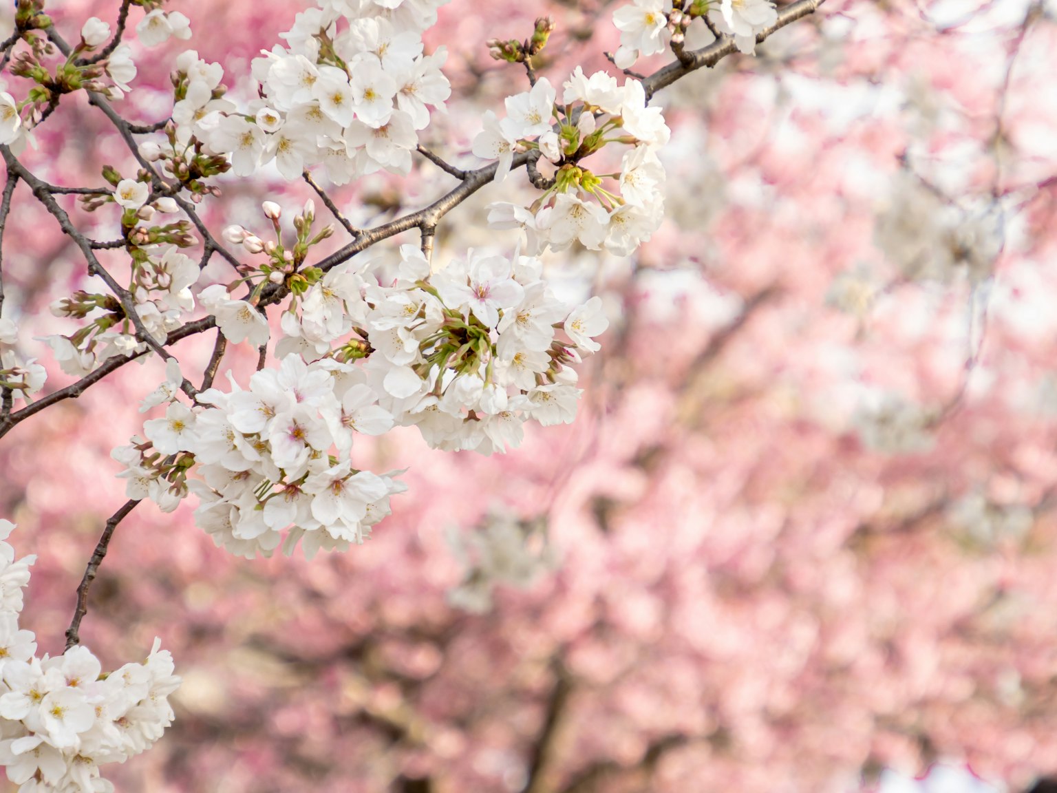 Cabang bunga sakura dengan bunga putih dan latar belakang pohon sakura merah muda yang kabur