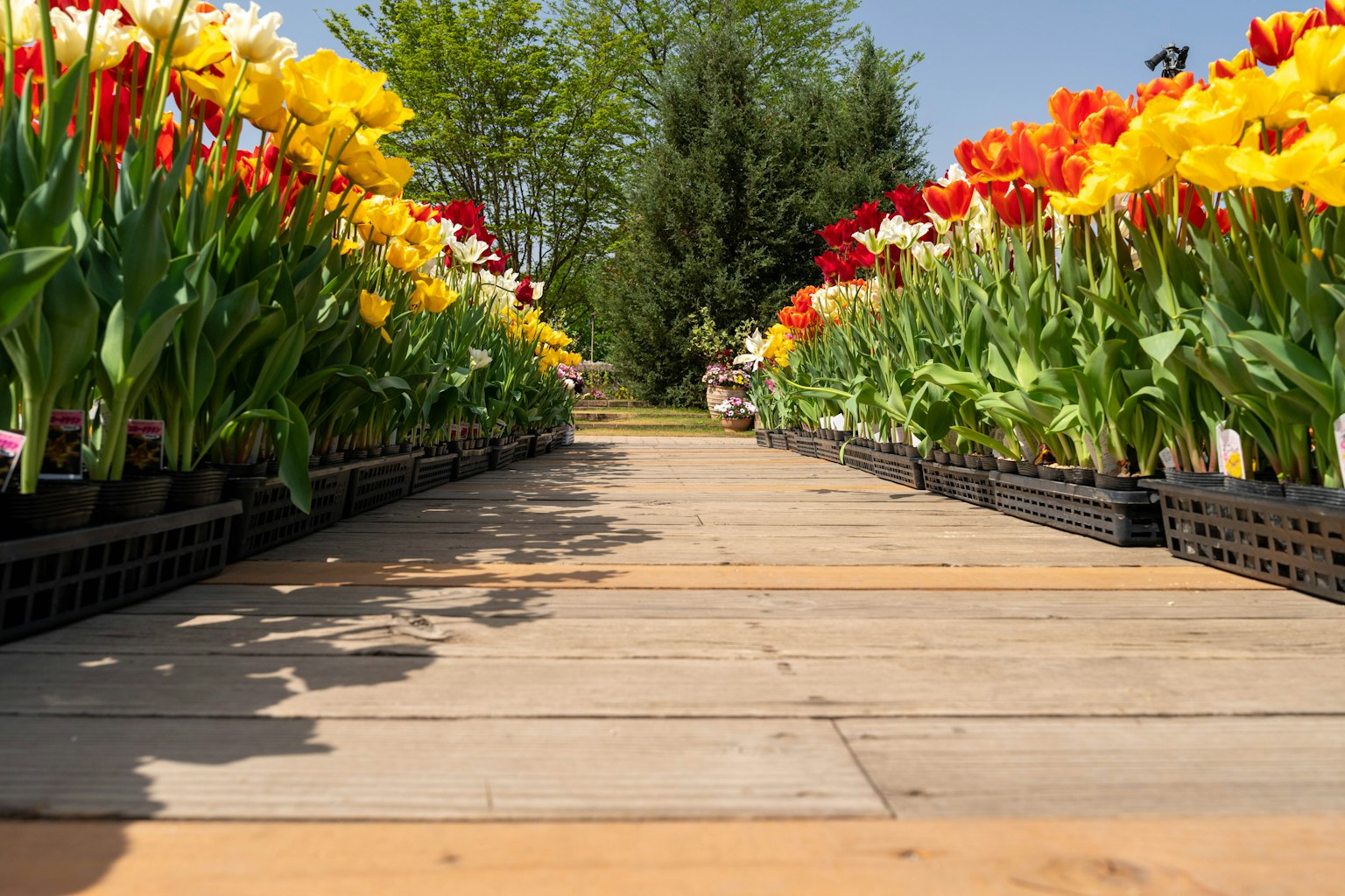 Tulipani colorati lungo un sentiero di giardino