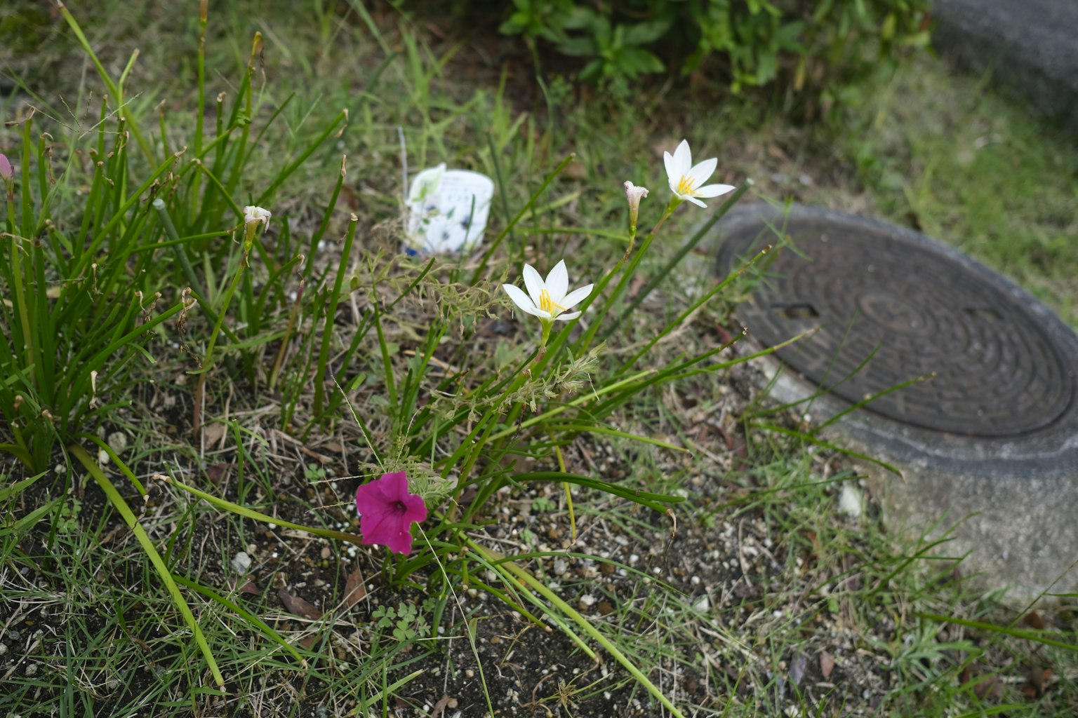 Un'area di erba con fiori bianchi e un fiore viola vicino a un oggetto bianco
