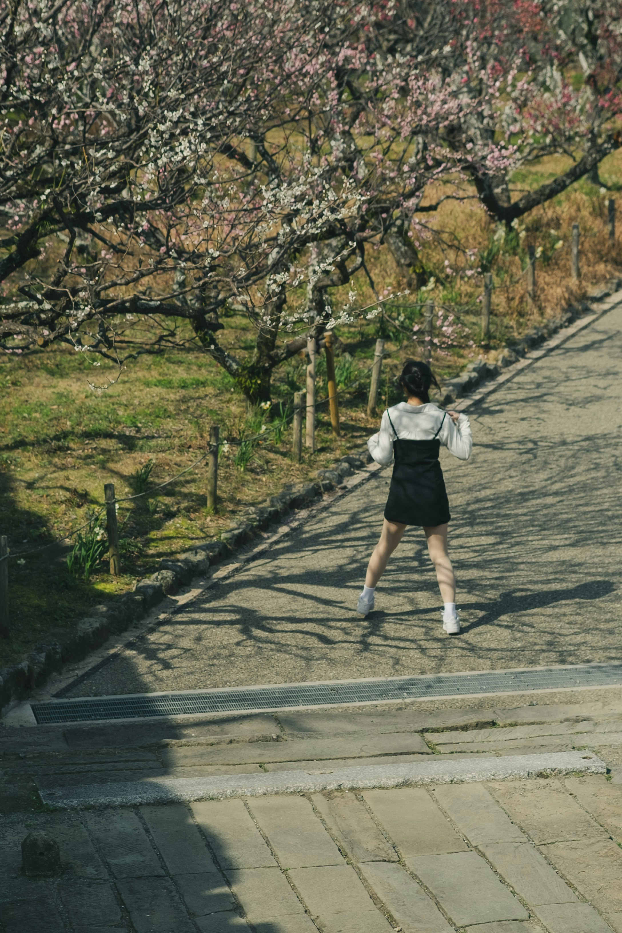 舞鶴公園の並木道を歩く人物の後ろ姿
