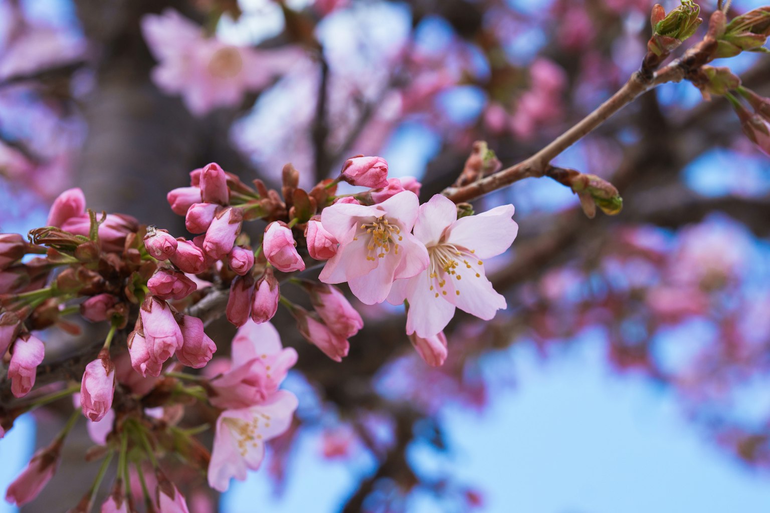 Close-up of cherry blossom flowers and buds on a branch
