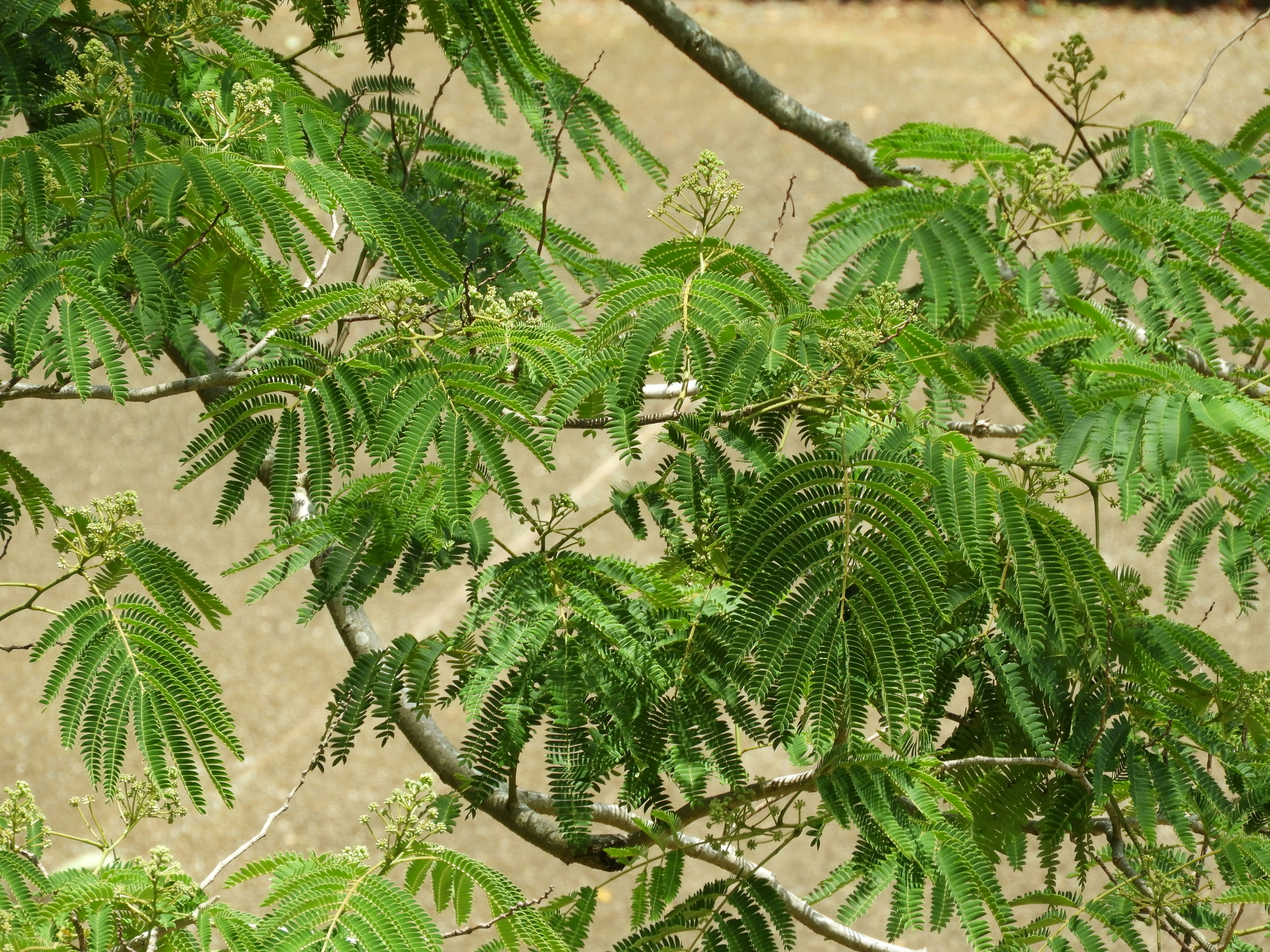 枝に広がるシダの葉の群生
