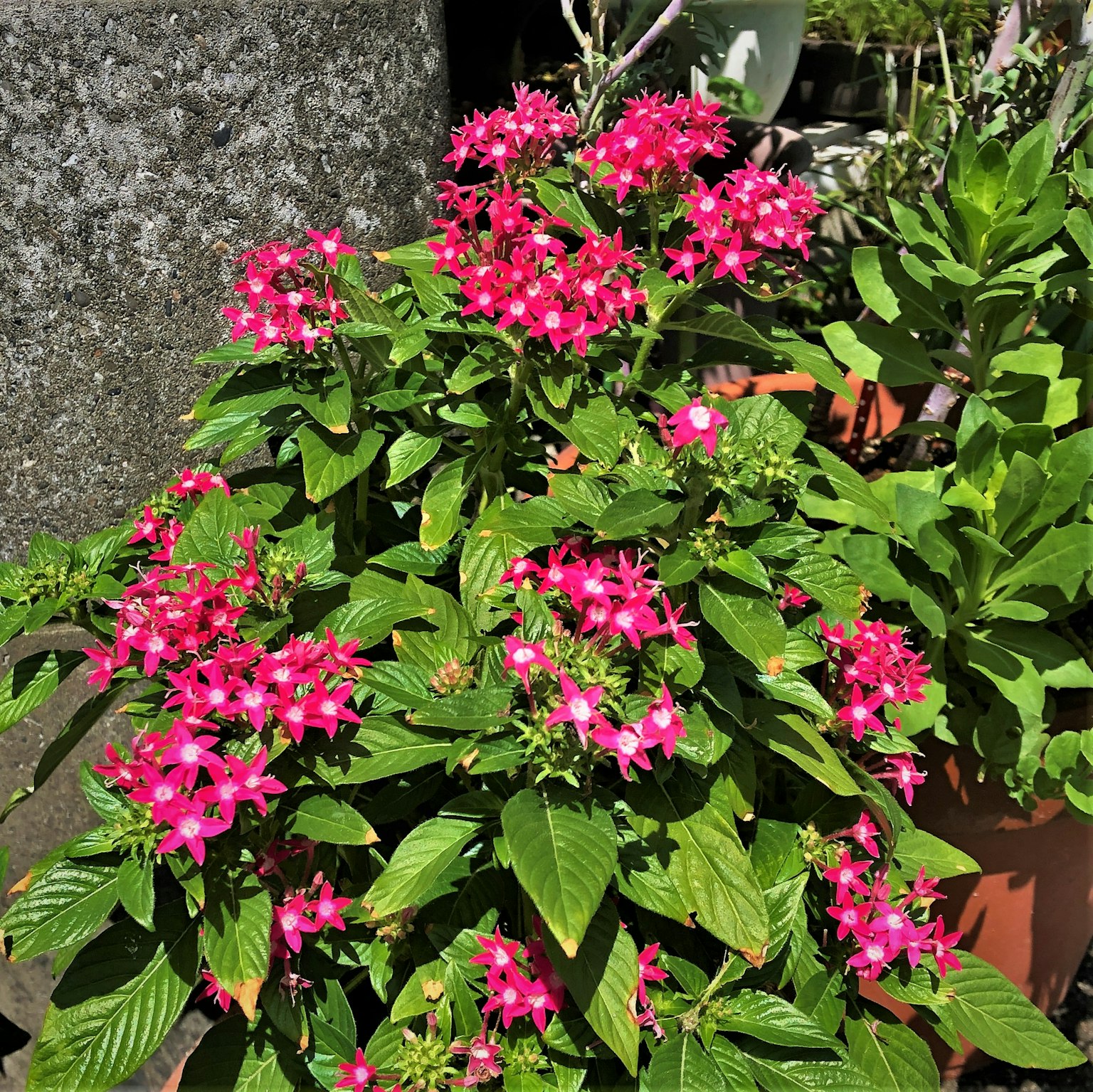 Gros plan d'une plante à fleurs avec des fleurs roses vives entourées de feuilles vertes