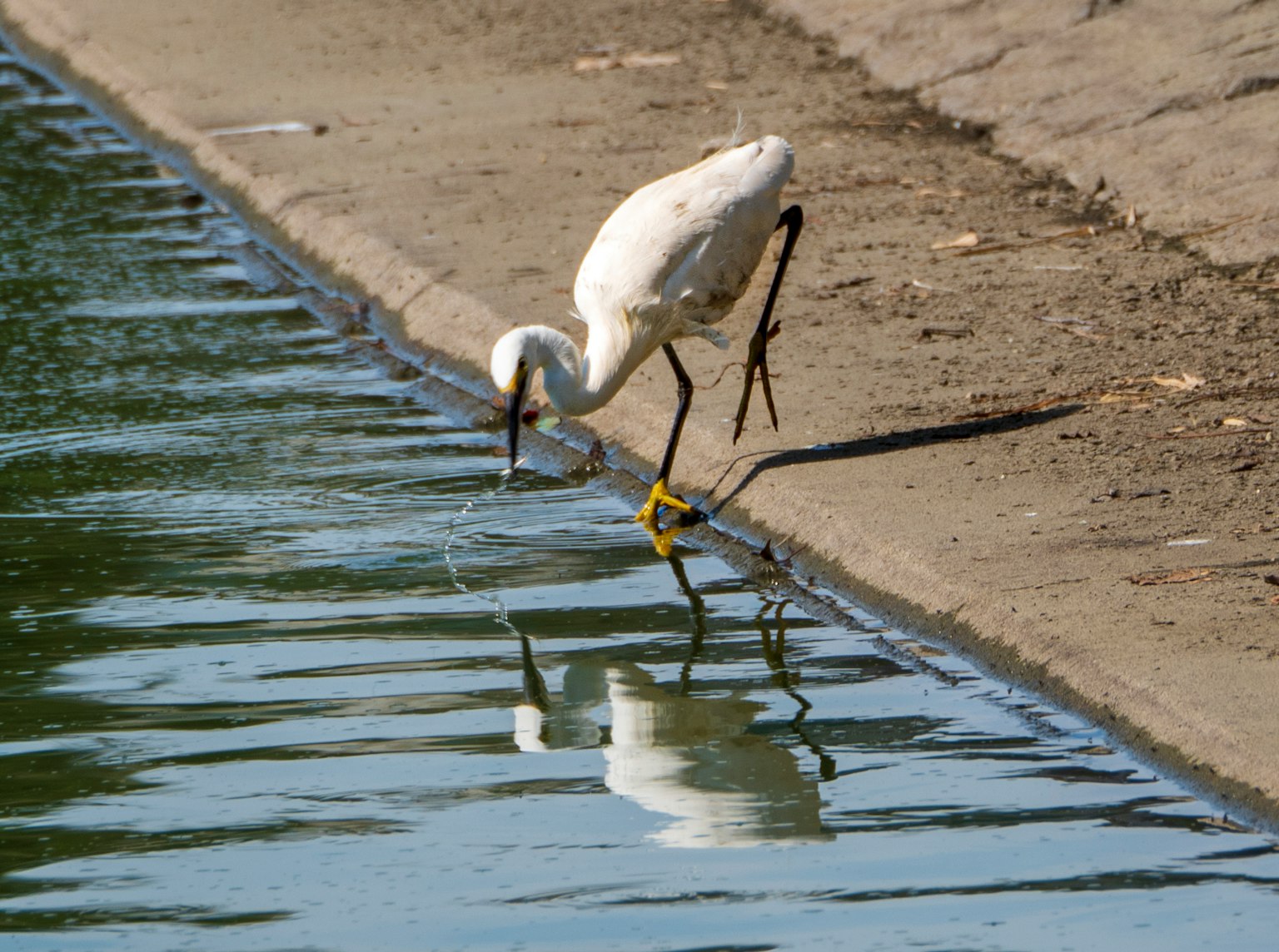 Una garza blanca cazando comida en la orilla del agua