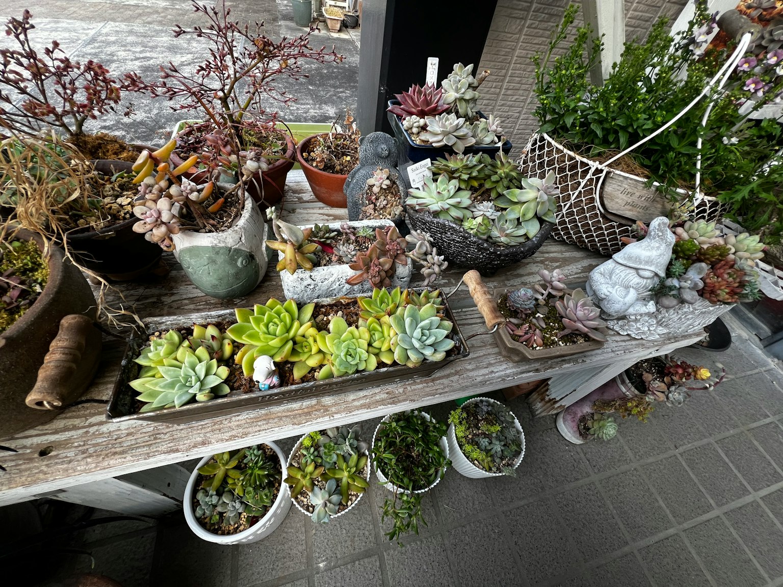 Une étagère en bois présentant une variété de succulentes dans des pots en céramique et des objets décoratifs