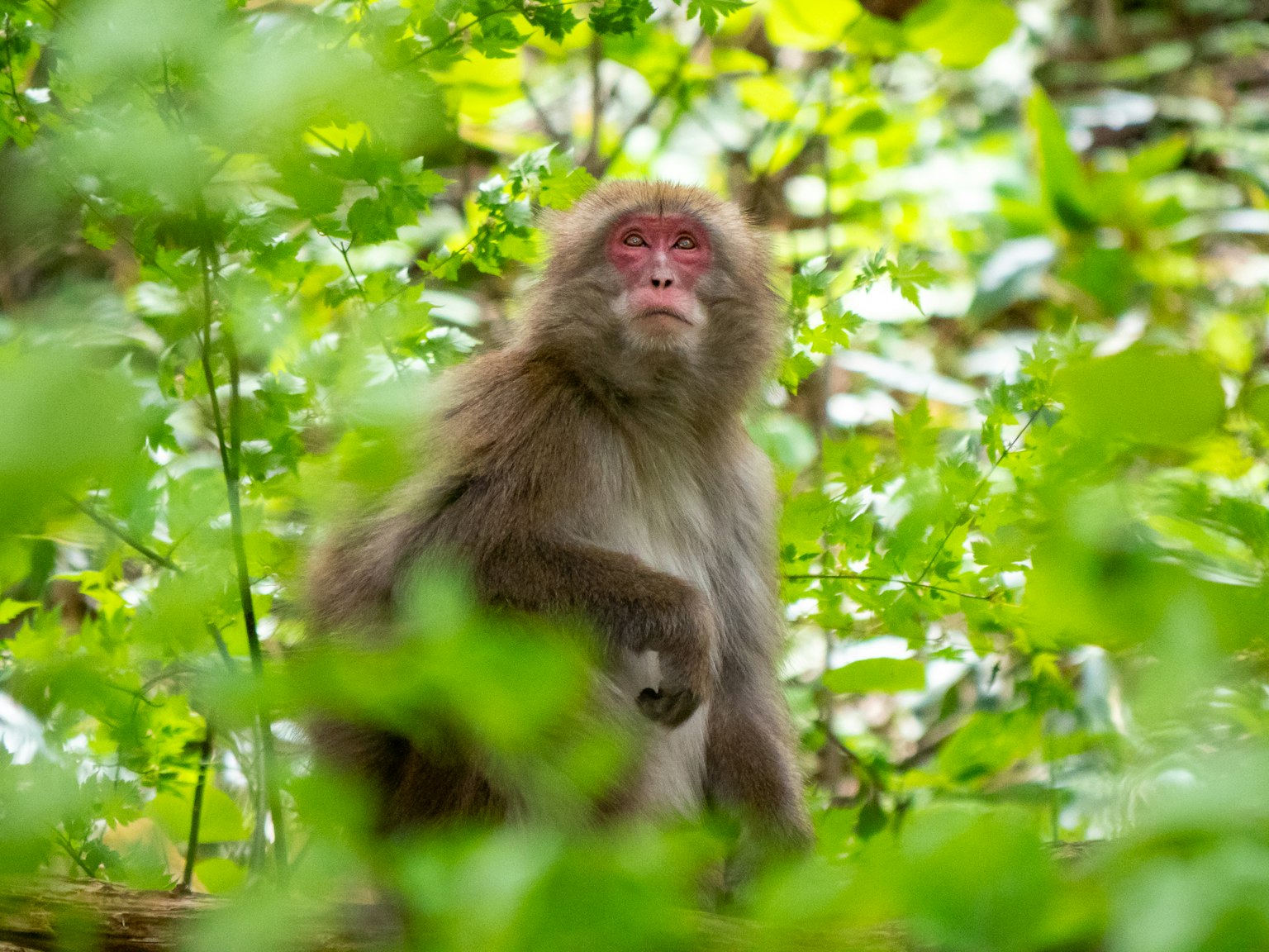 Un singe entouré de feuilles vertes