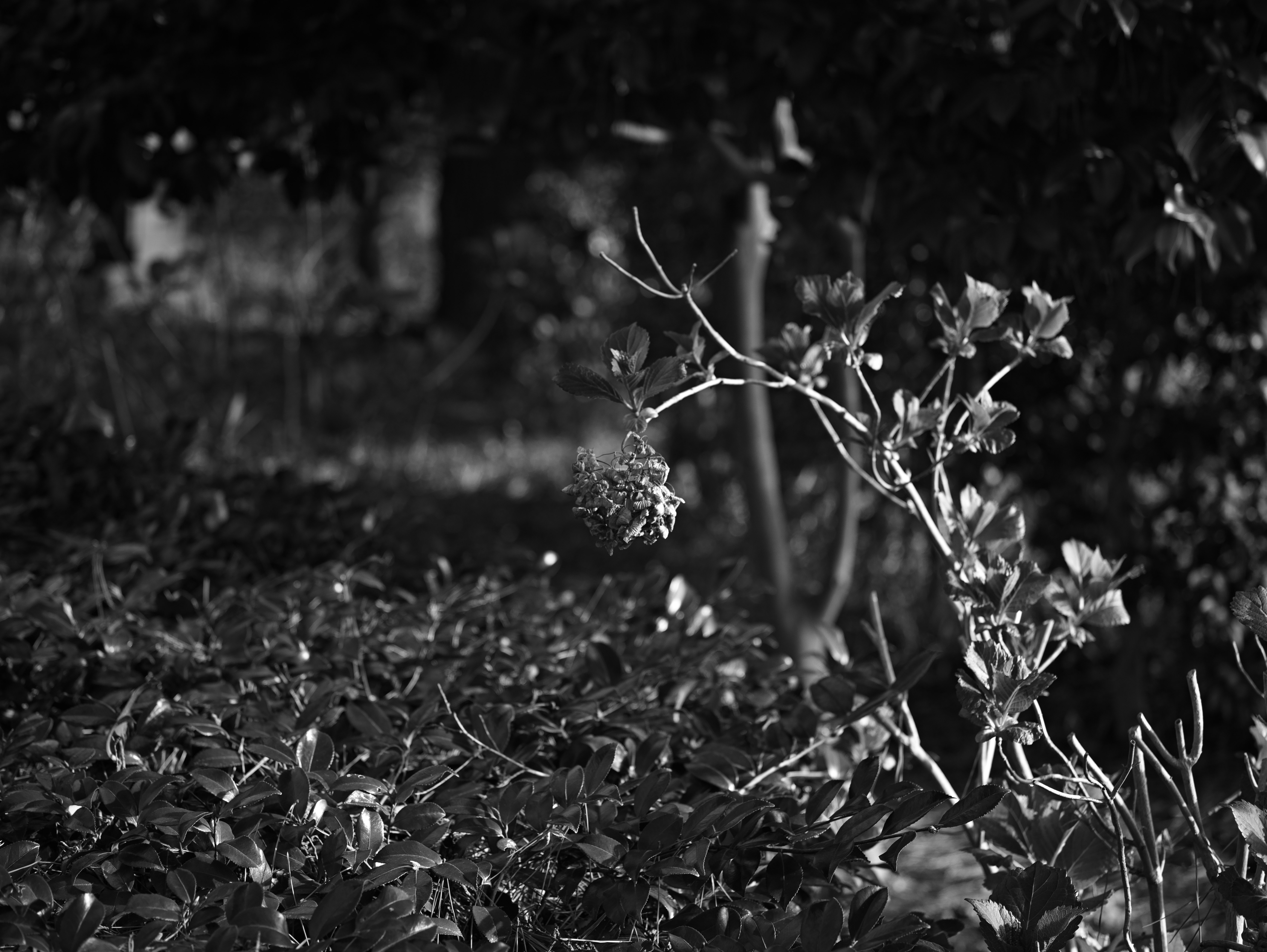 nighttime nature scene with flowers and leaves in the grass