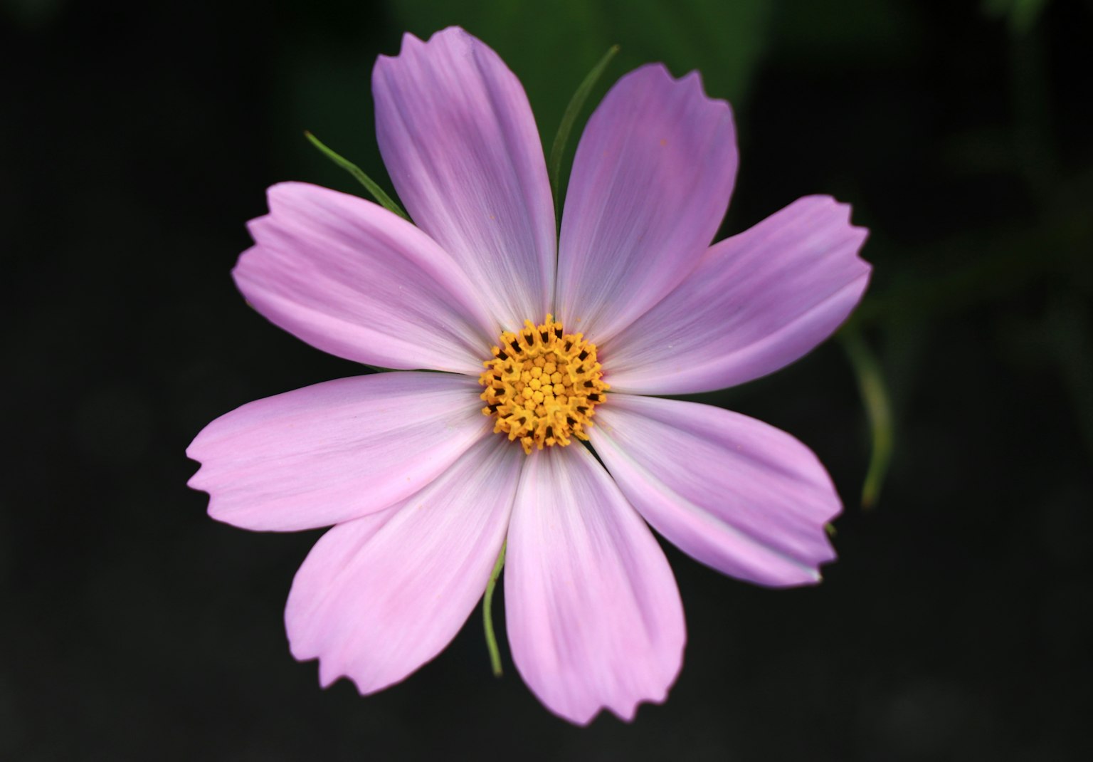 Una flor rosa con centro amarillo y pétalos alargados