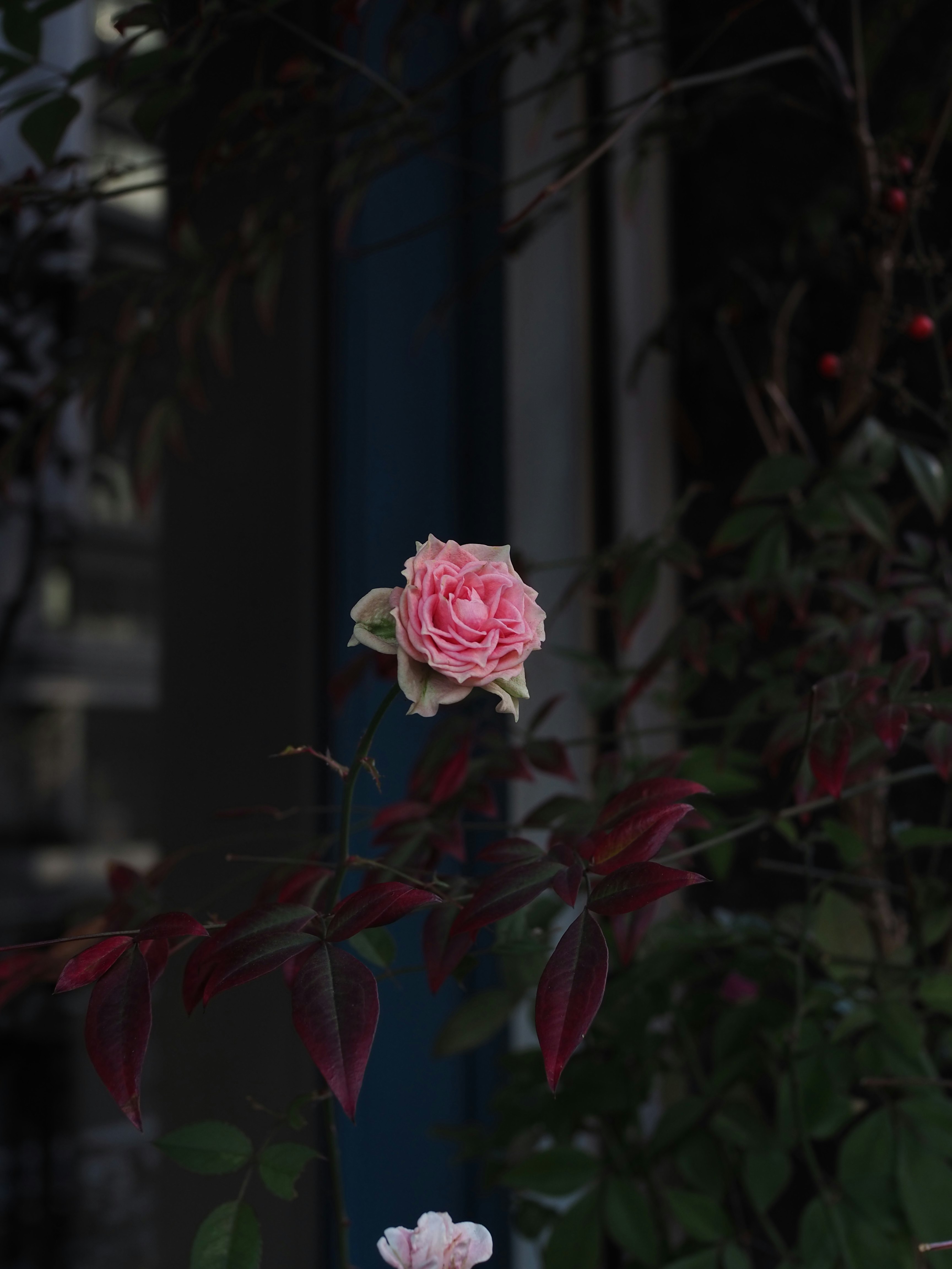粉色玫瑰花與紅色葉片的花園角落