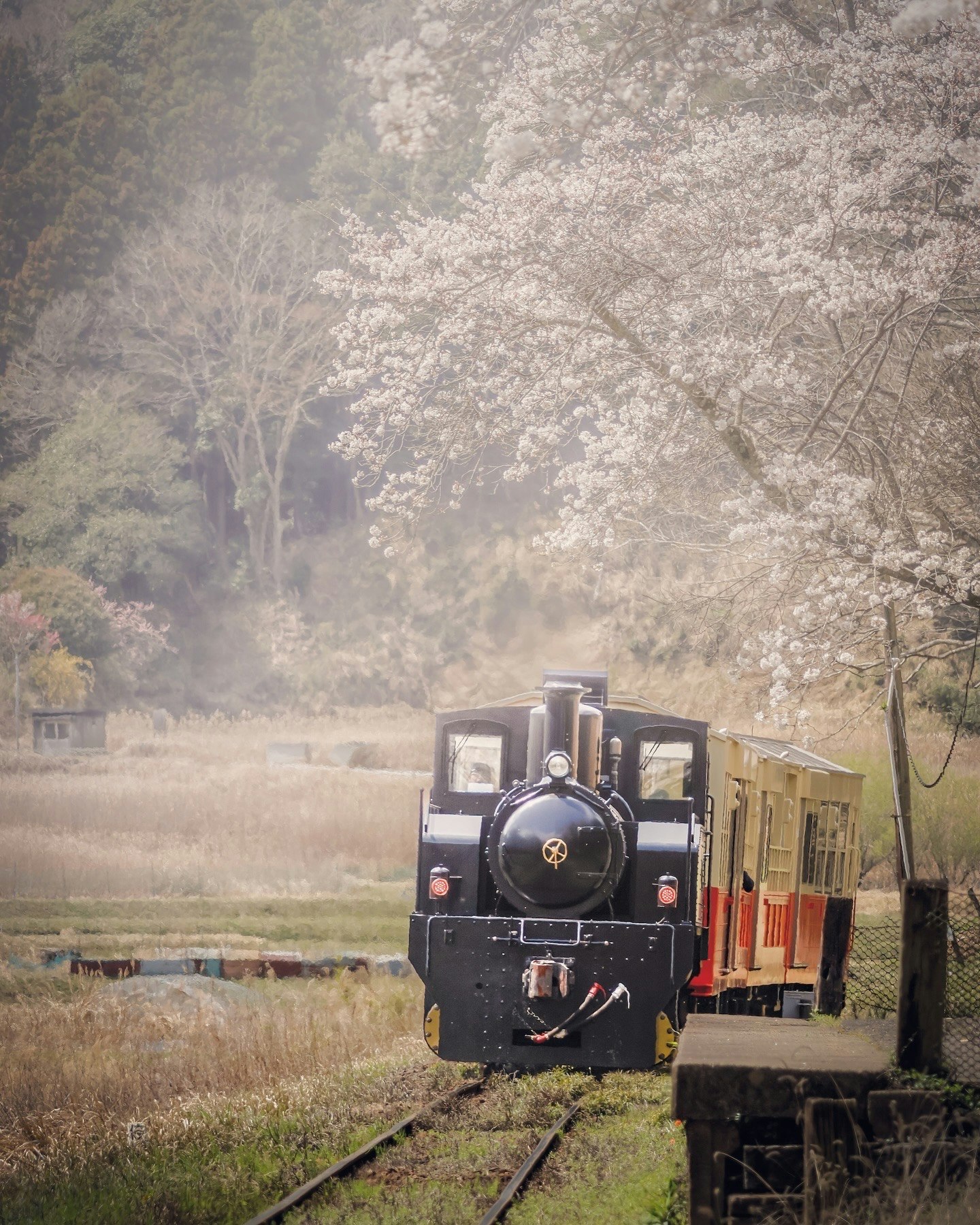 春の桜並木を走る列車のある田園風景
