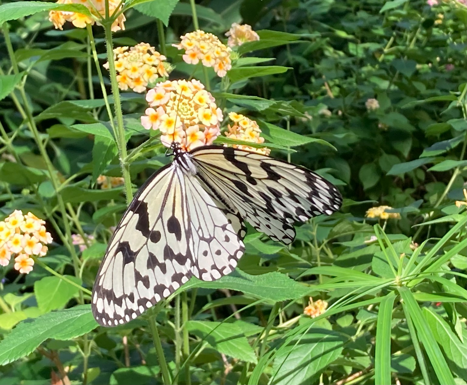 Ein schwarz-weißer Schmetterling sitzt auf Blumen