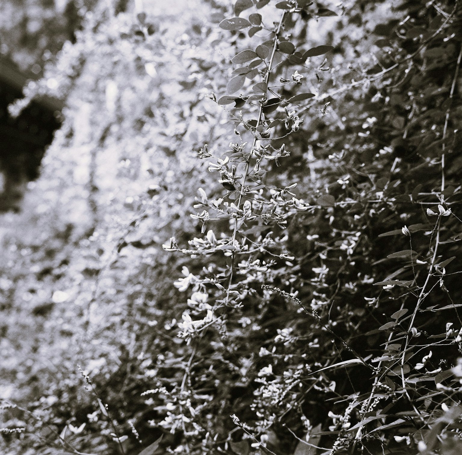 Photo en gros plan de plantes à fleurs en noir et blanc