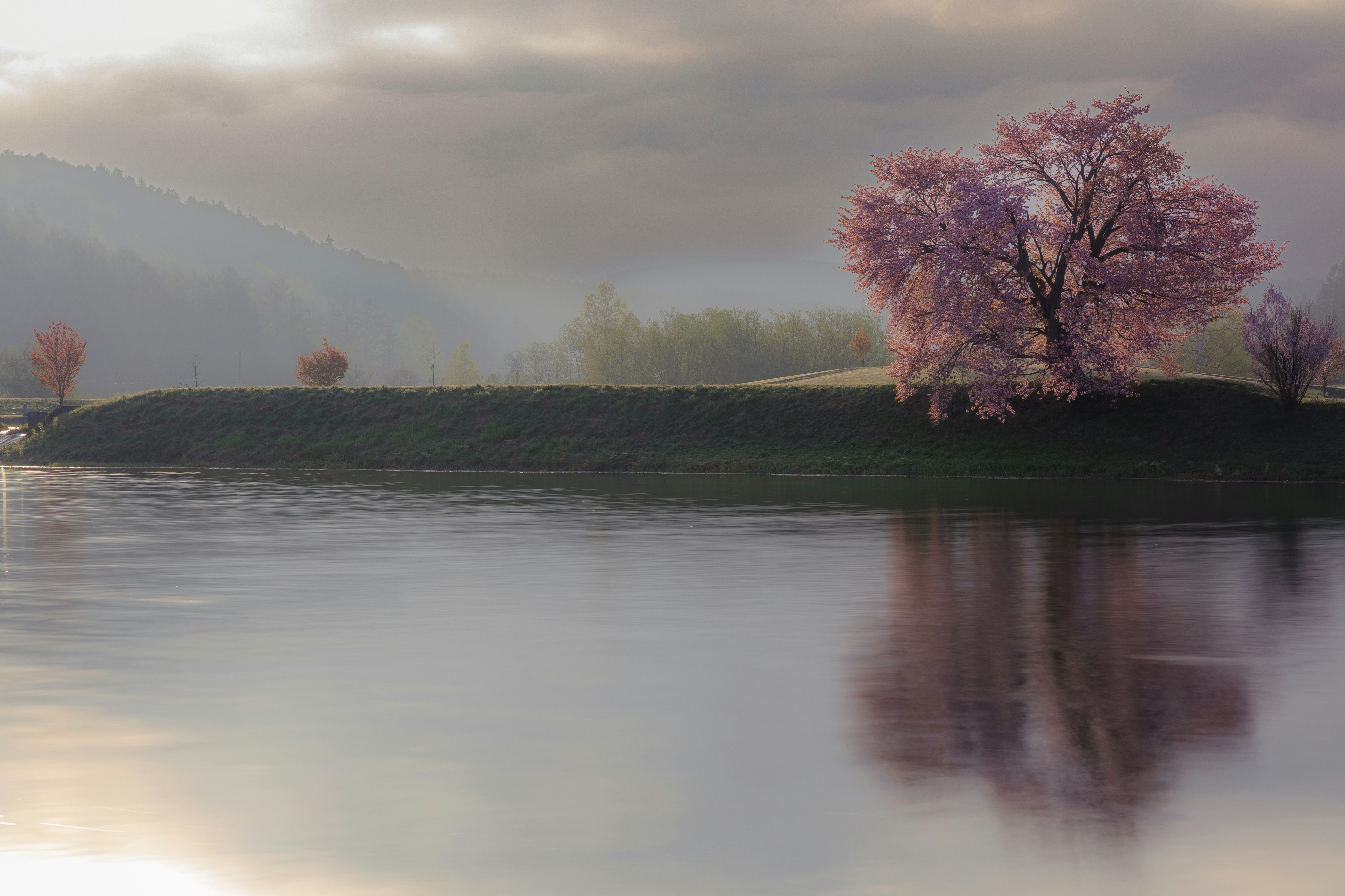 湖畔に浮かぶ桜の木と霧のかかった山並み