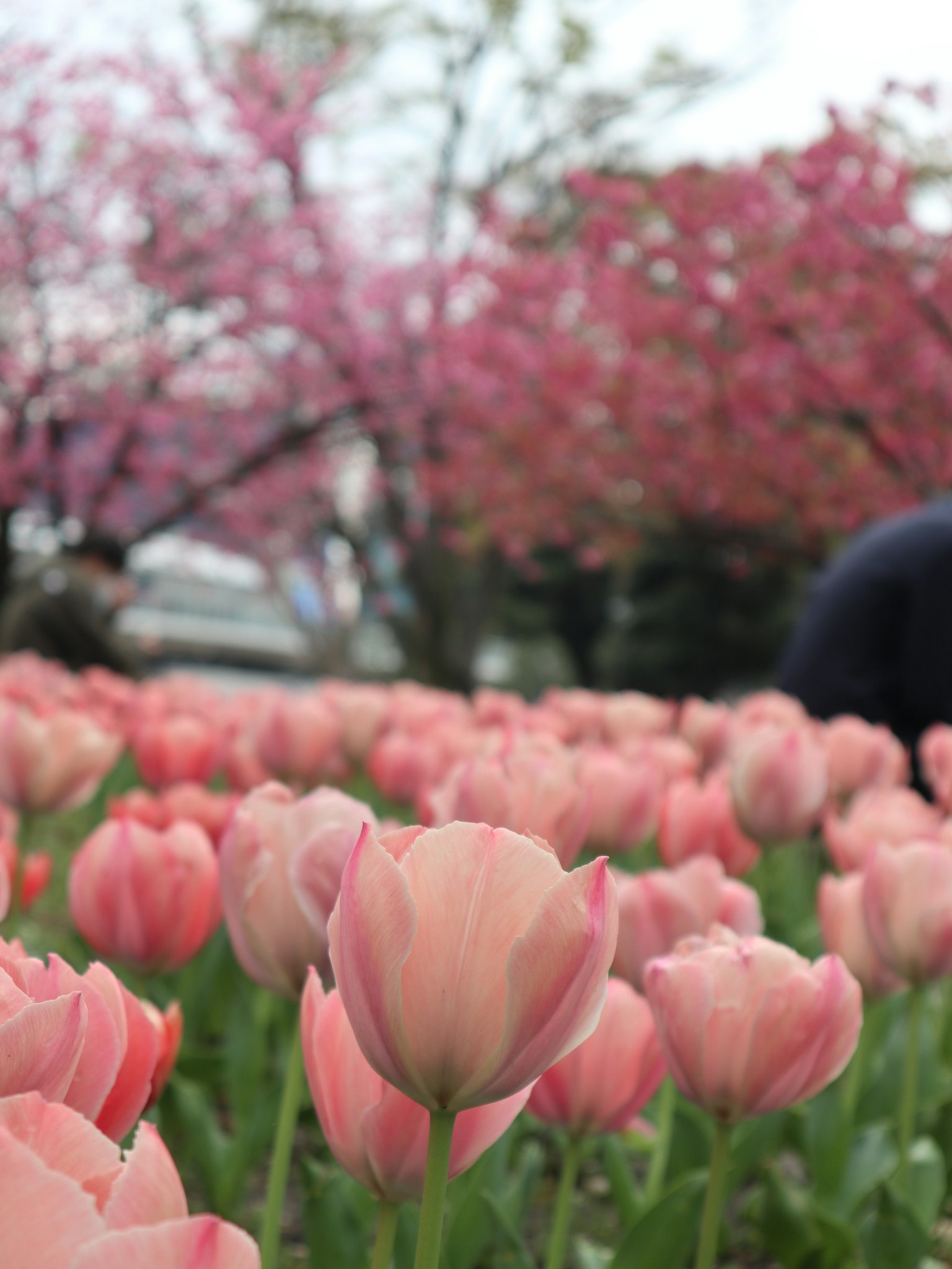 Champ de tulipes roses avec des cerisiers en fleurs en arrière-plan
