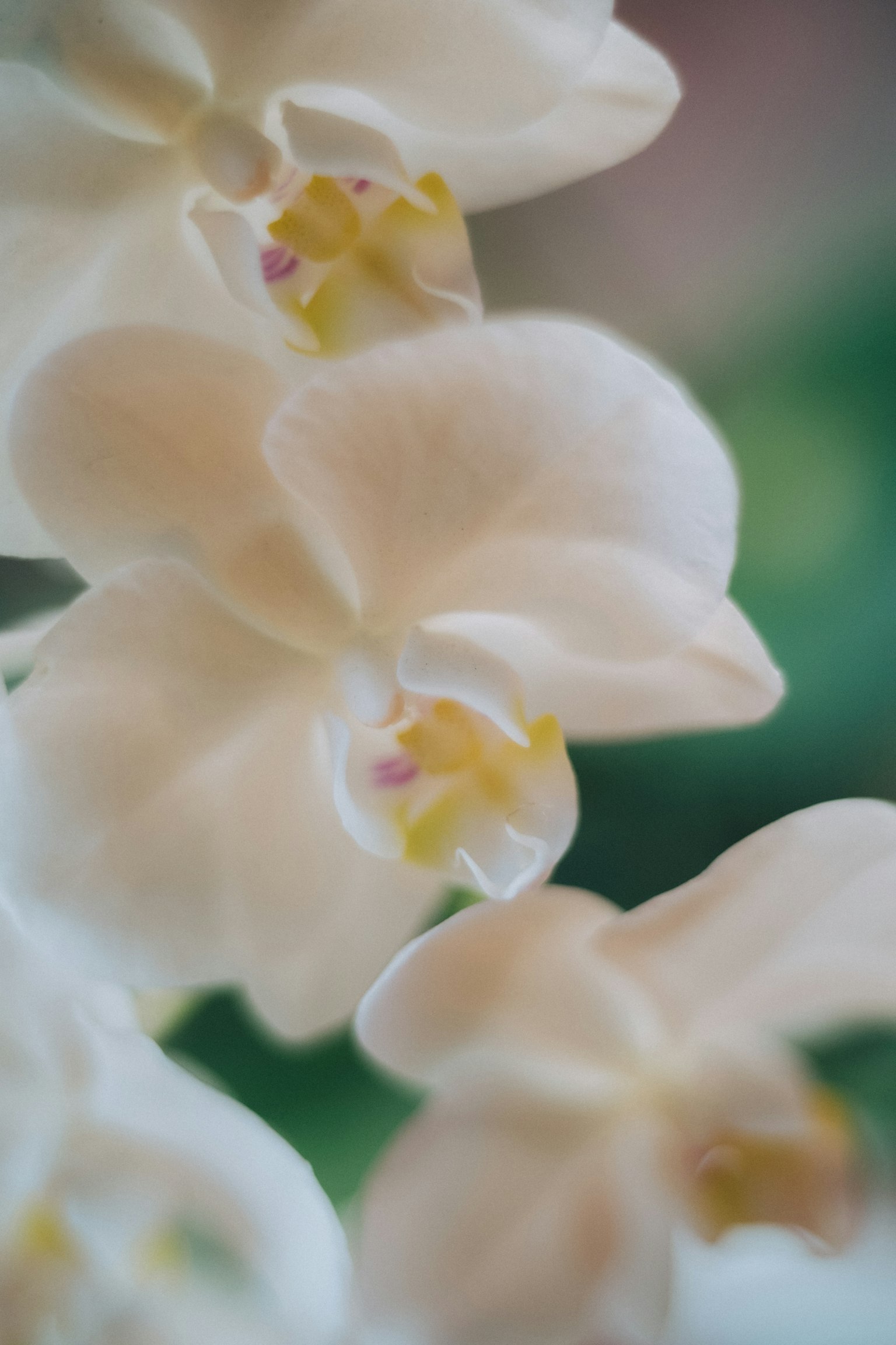Close-up bunga anggrek putih menampilkan warna lembut dan detail rumit