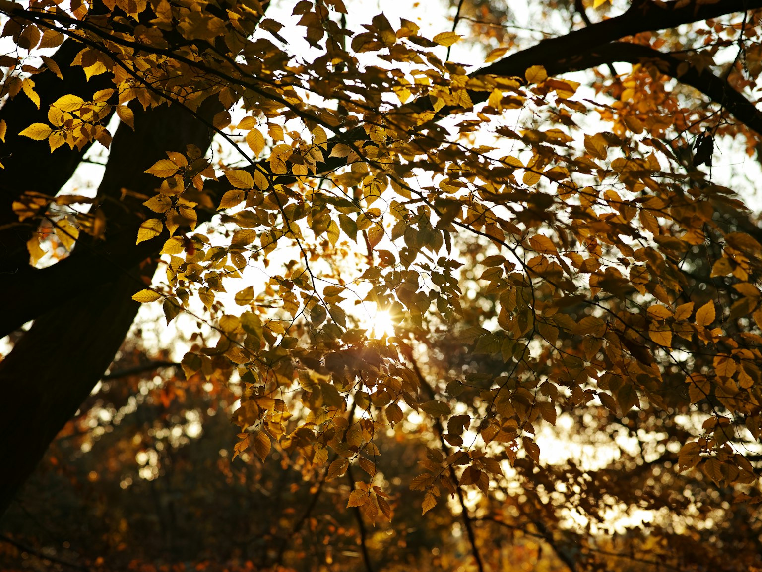 秋の葉が輝く木々の間から差し込む光