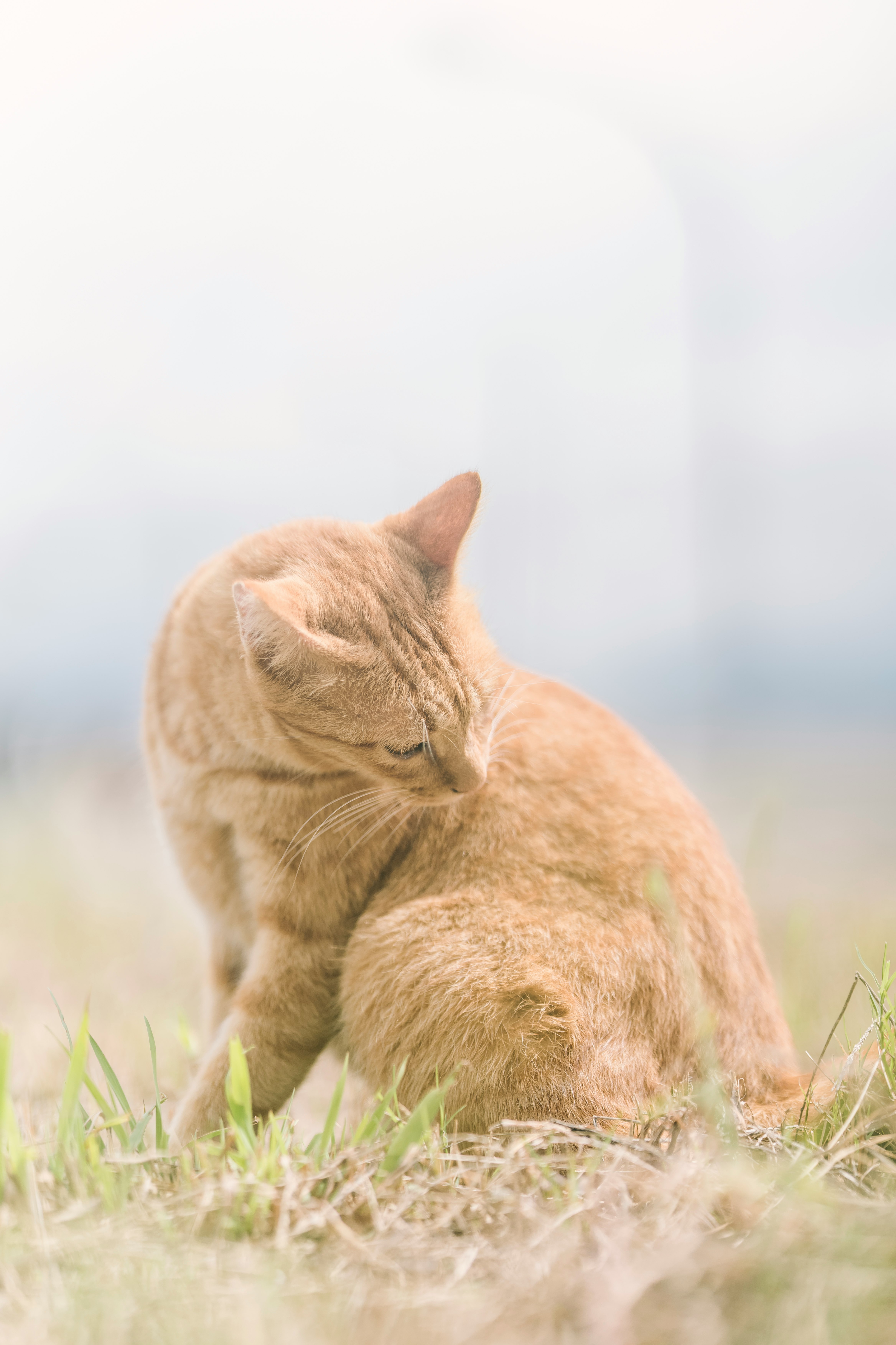 草むらで毛づくろいするオレンジ色の猫
