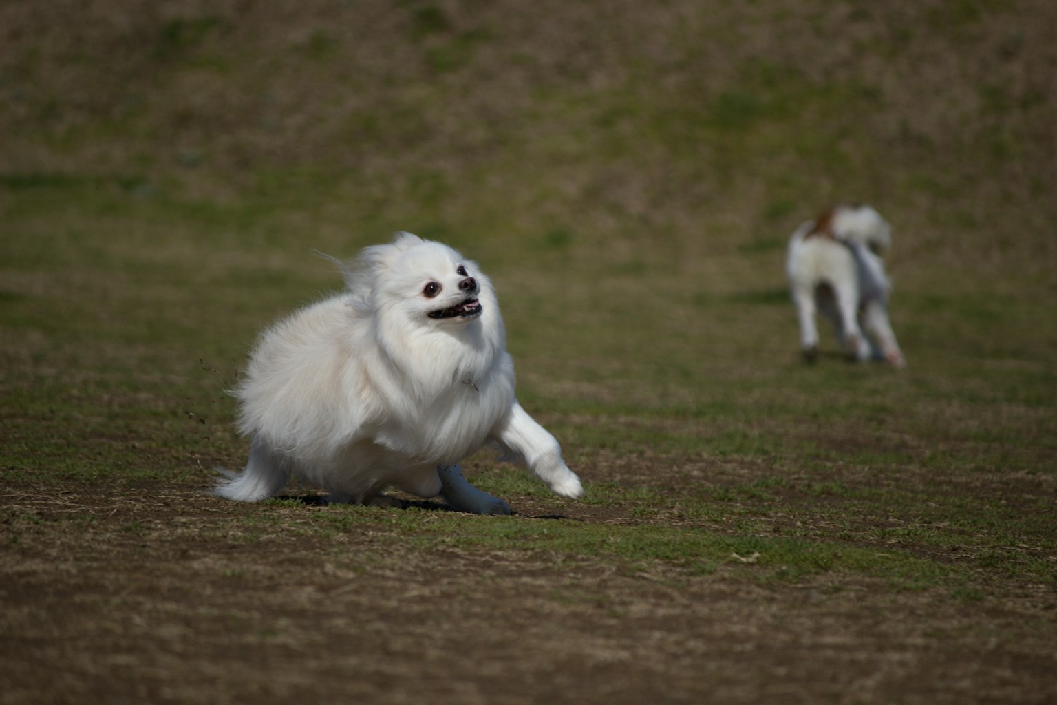 A white dog joyfully running on a grassy field