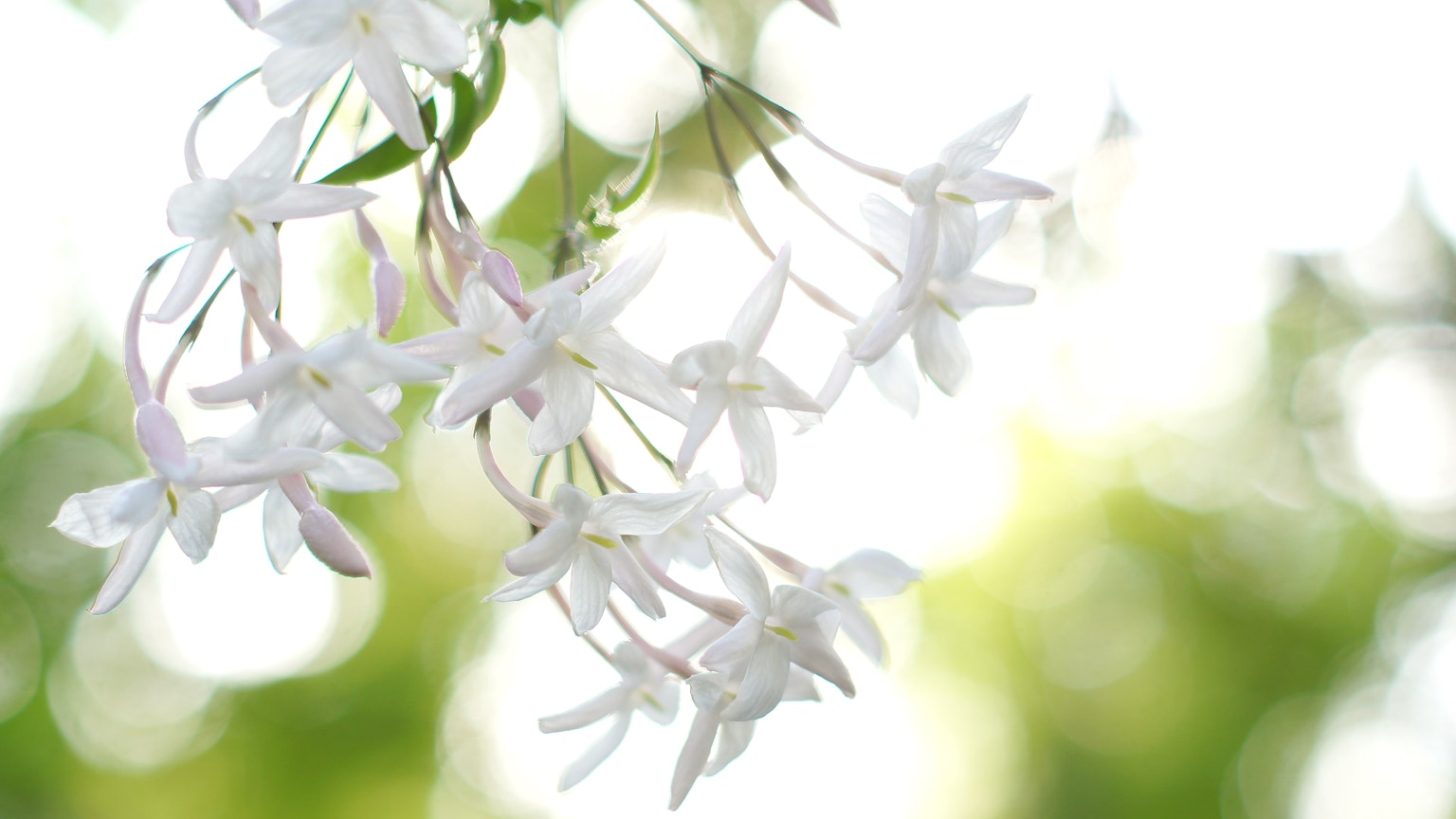 ภาพดอกไม้สีขาวที่ละเอียดอ่อนแขวนอยู่บนพื้นหลังสีเขียวอ่อน