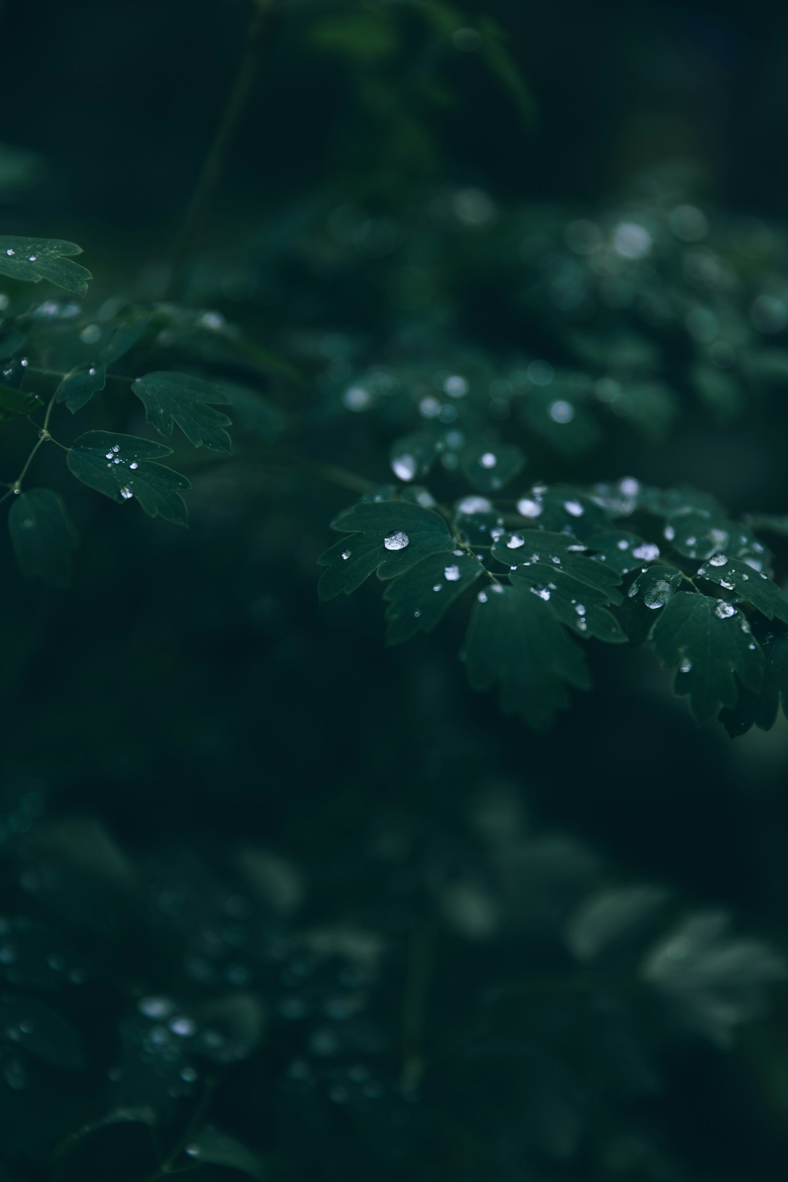 Gambar close-up daun hijau dengan tetesan air di latar belakang gelap