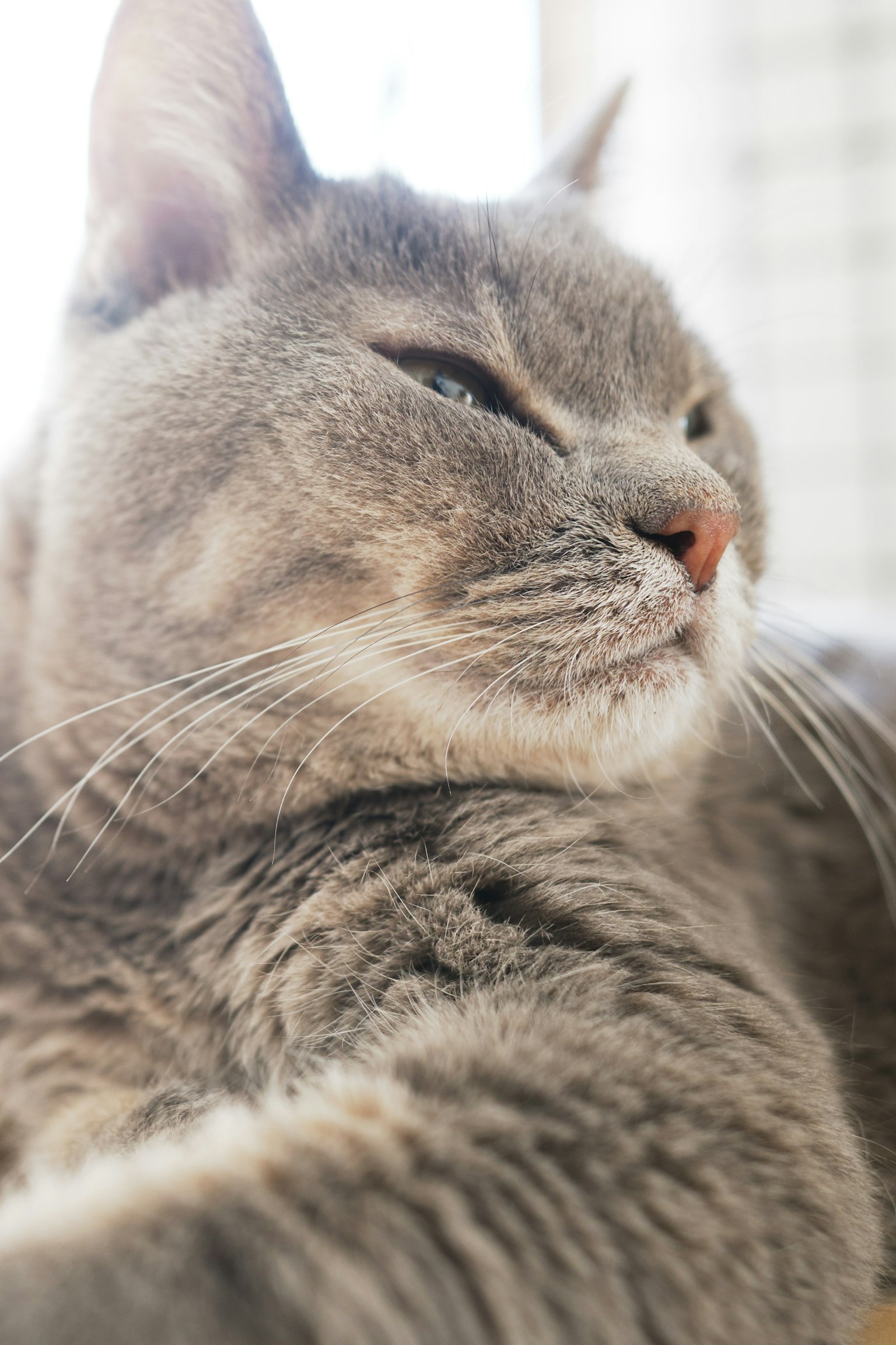 Gray cat relaxing by the window