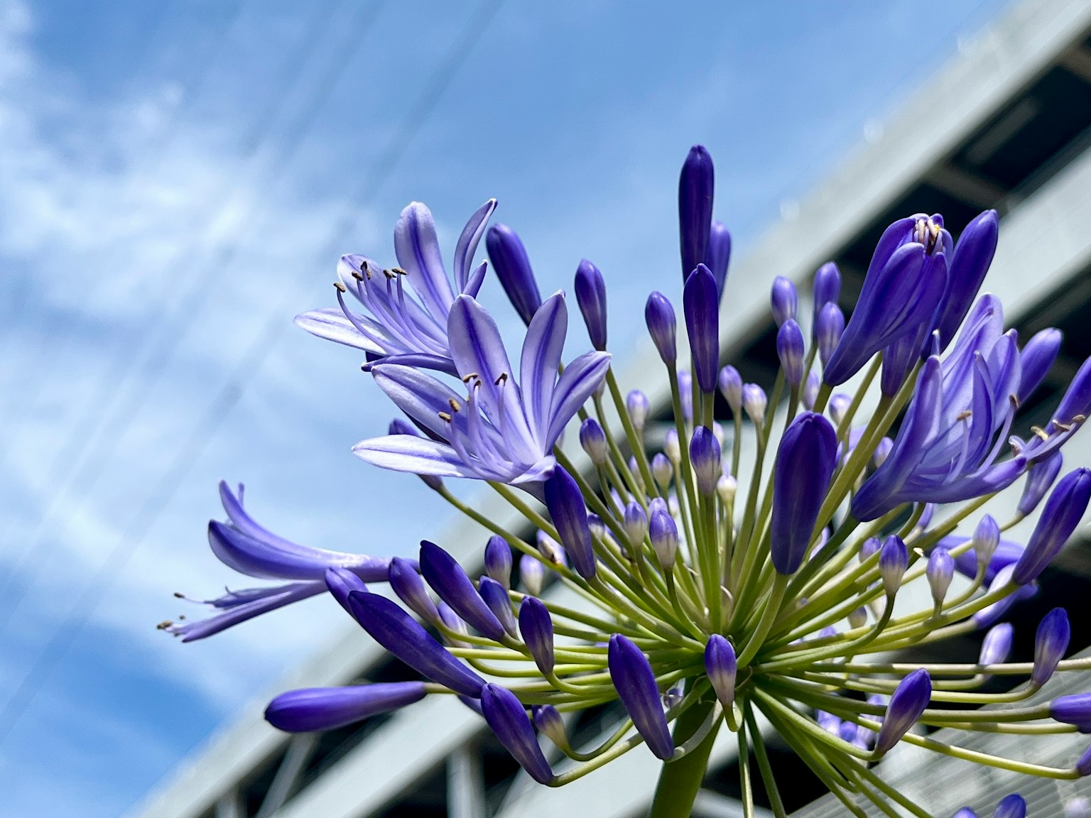 Primer plano de flores moradas con fondo de cielo azul