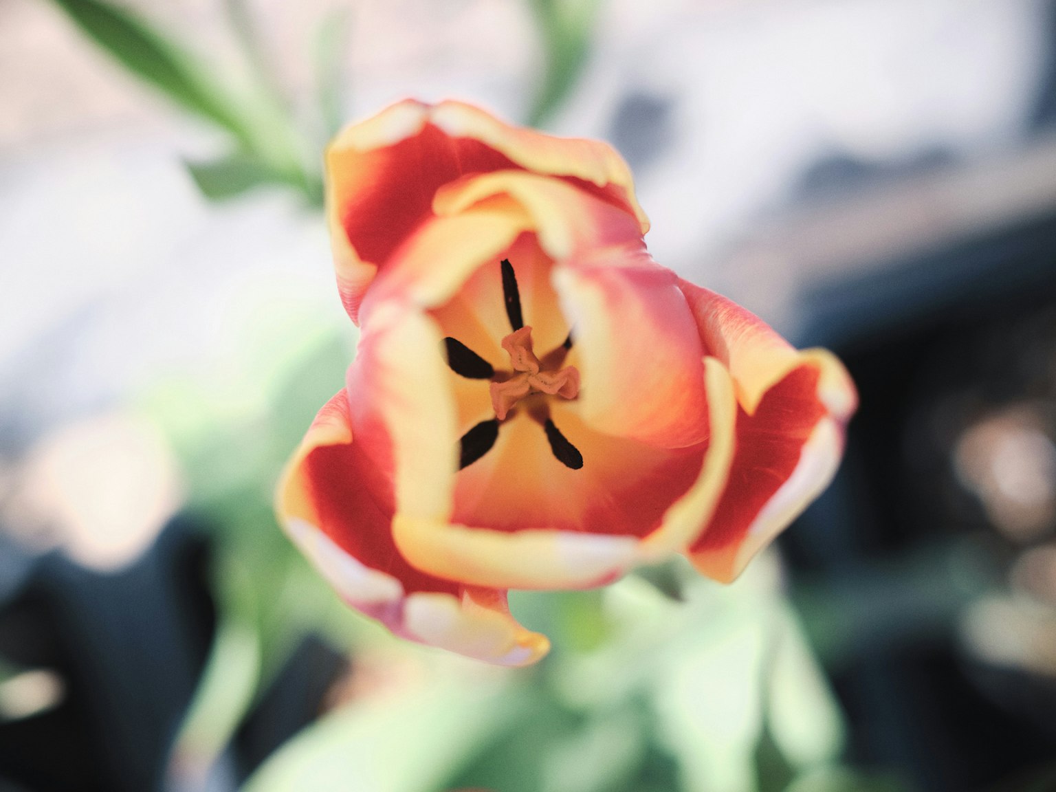 Close-up pusat bunga tulip merah dan oranye
