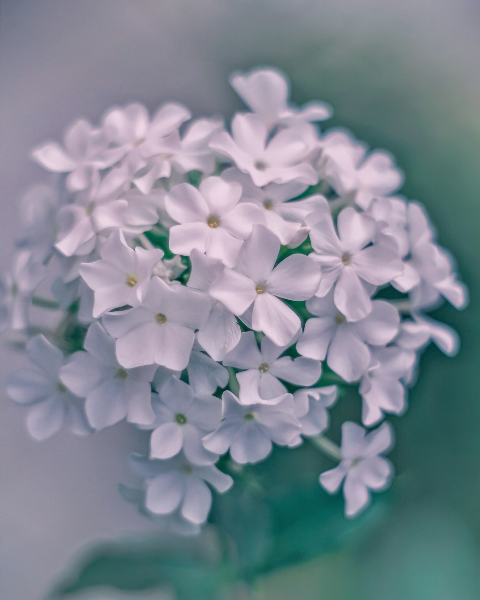 Schöner Haufen weißer Blumen, der einem Blumenstrauß ähnelt