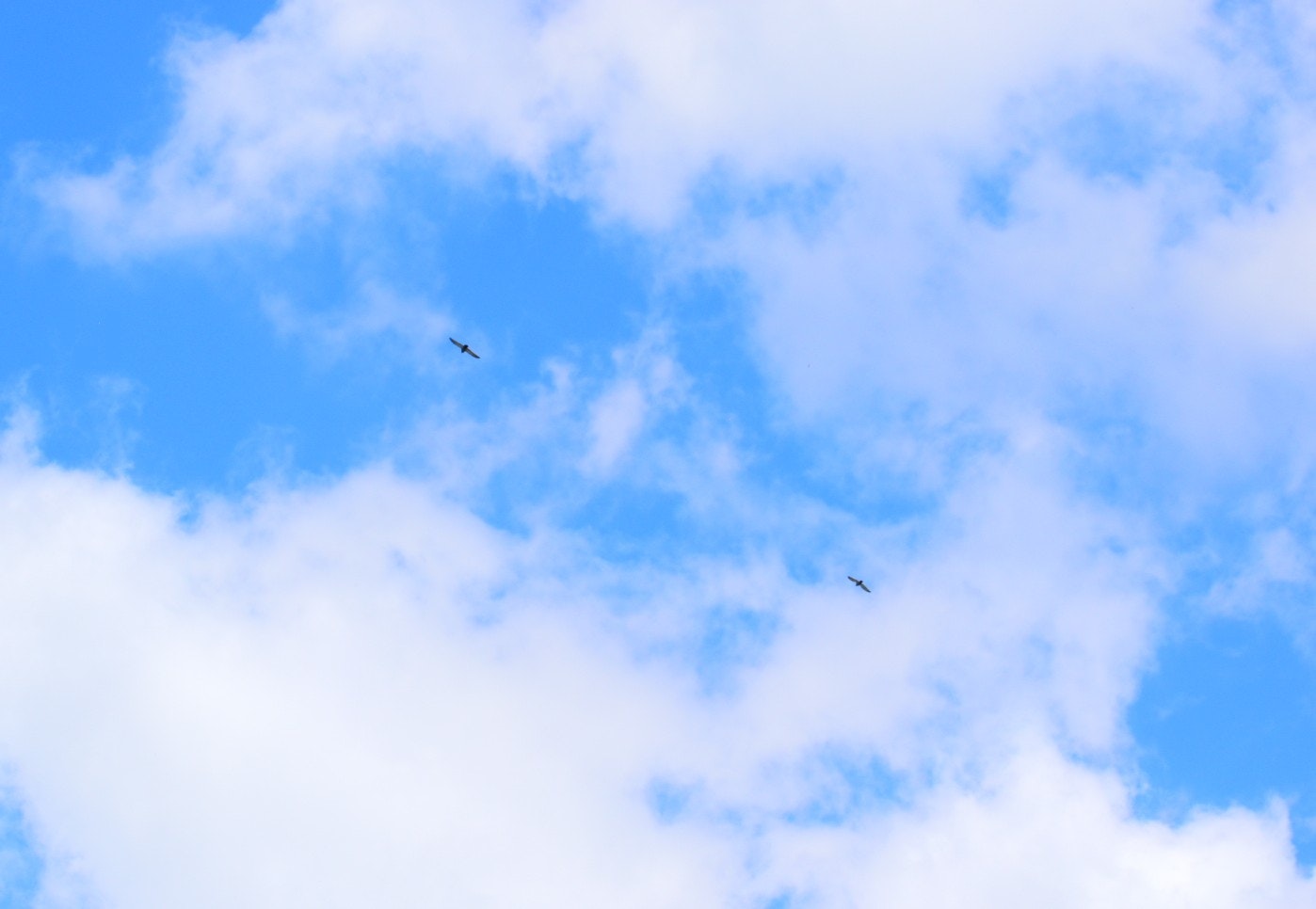 青空を飛ぶ二羽の鳥の姿
