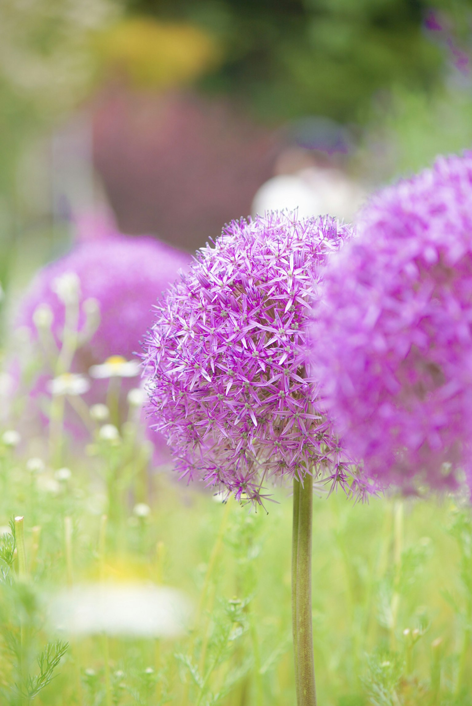 Bellissimi fiori di aglio viola che fioriscono in un giardino