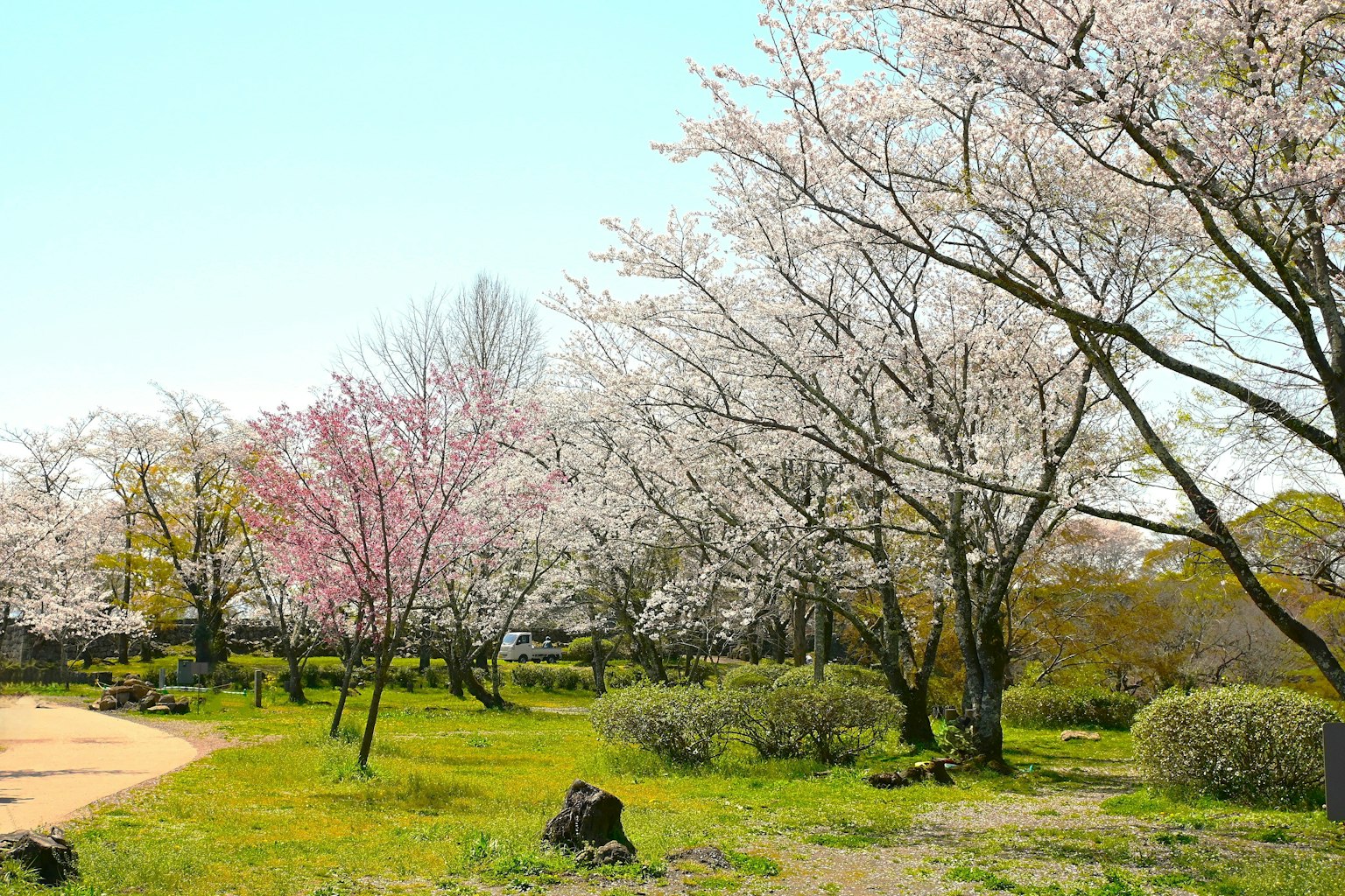 Vue pittoresque d'un parc avec des cerisiers en fleurs herbe verte et ciel bleu clair