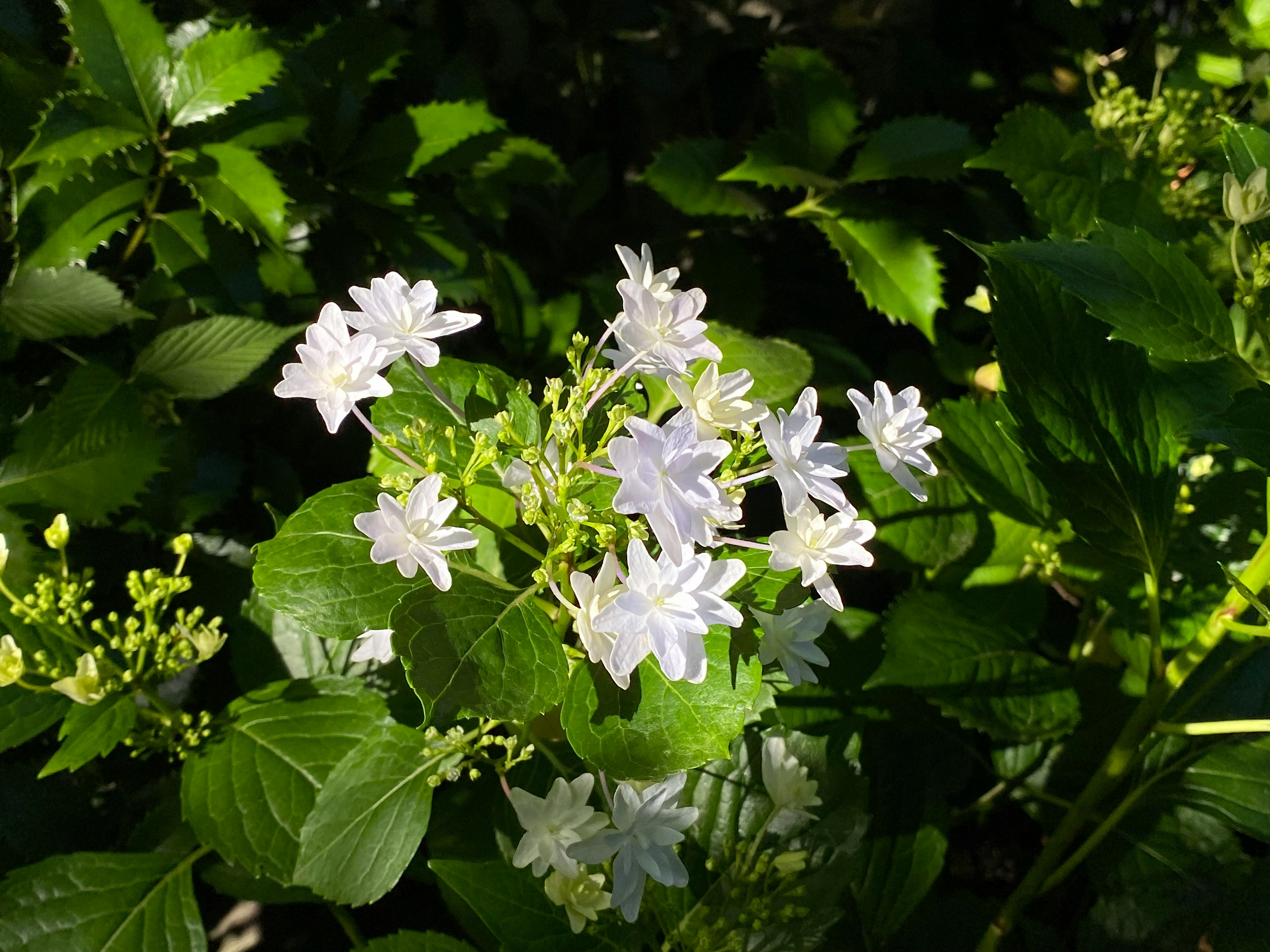白い花が咲く緑の葉のクローズアップ