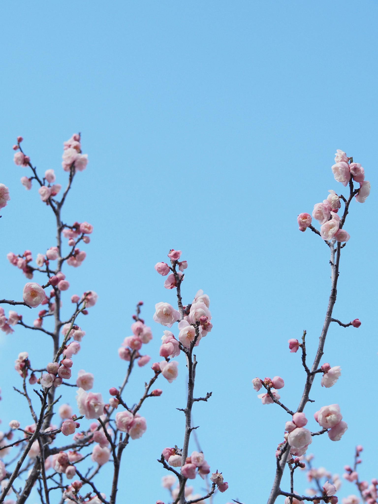 Cabang bunga sakura mekar di latar belakang langit biru