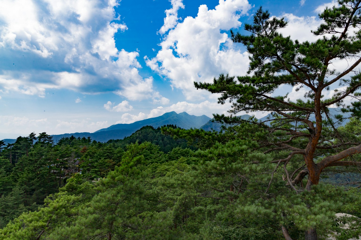 郁郁葱葱的绿色山脉在蓝天和白云下以及一棵松树