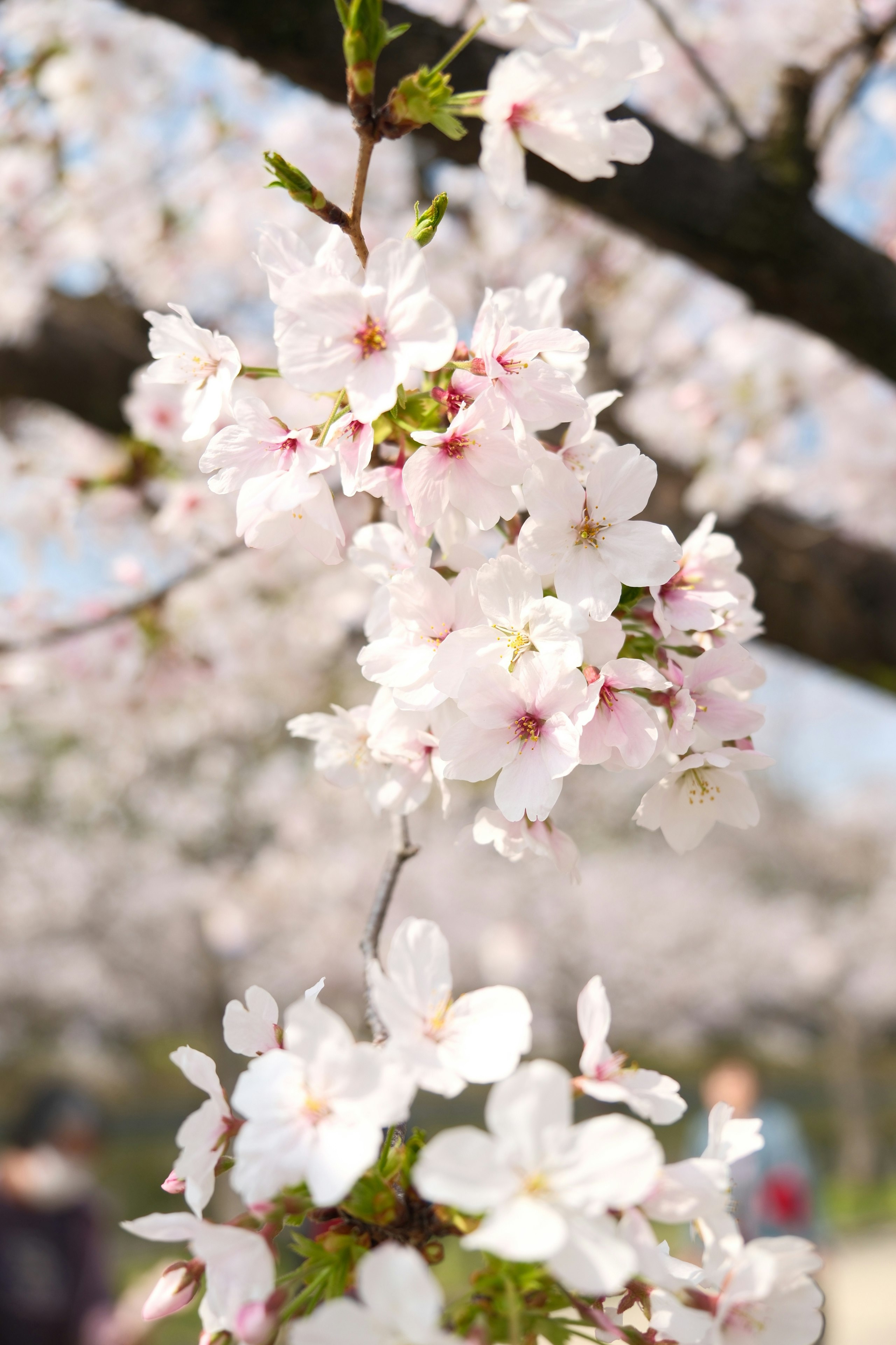 亀城公園の桜の花が咲く枝先
