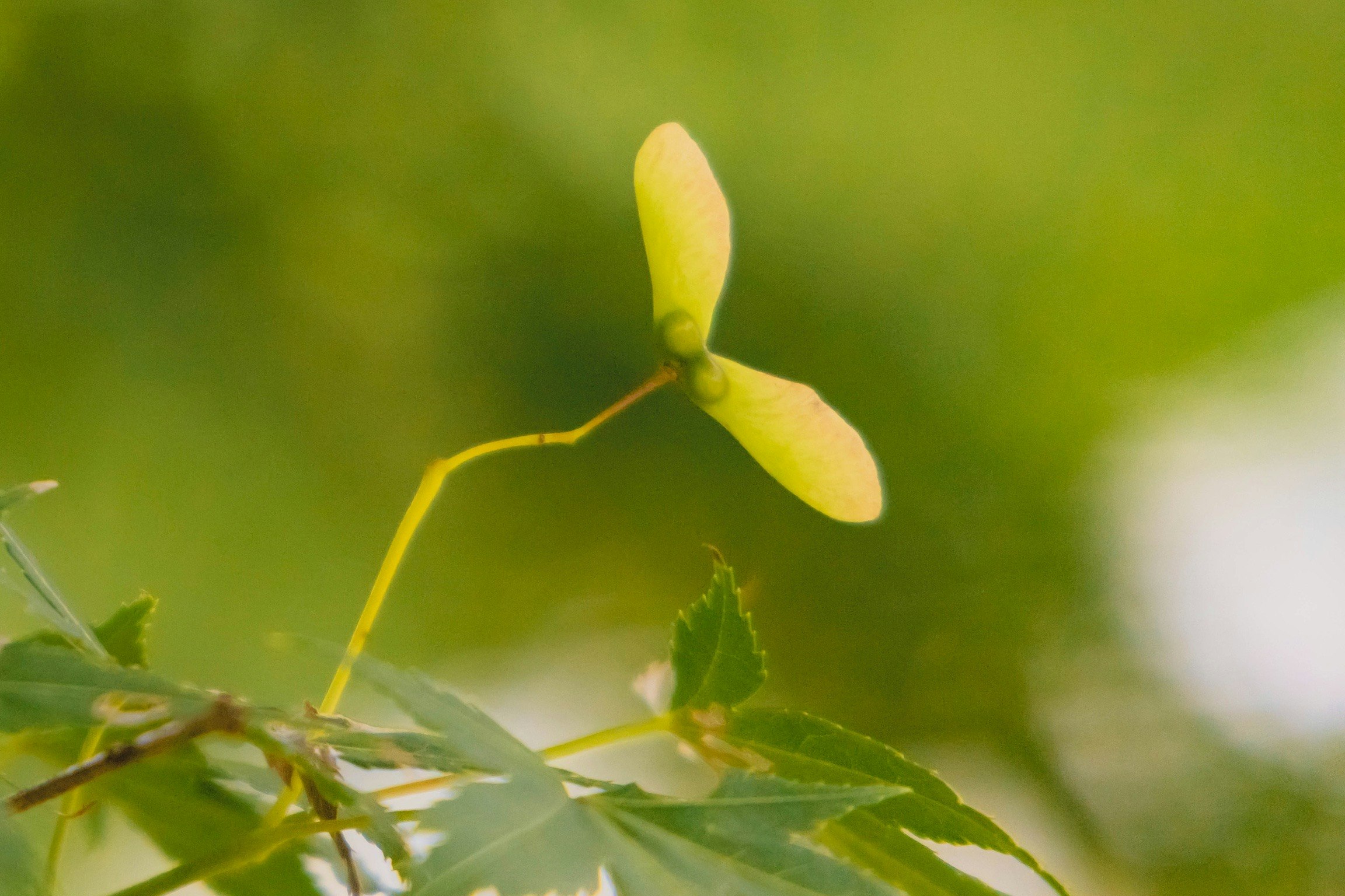 木漏れ日の中で葉の上に伸びる小さな芽