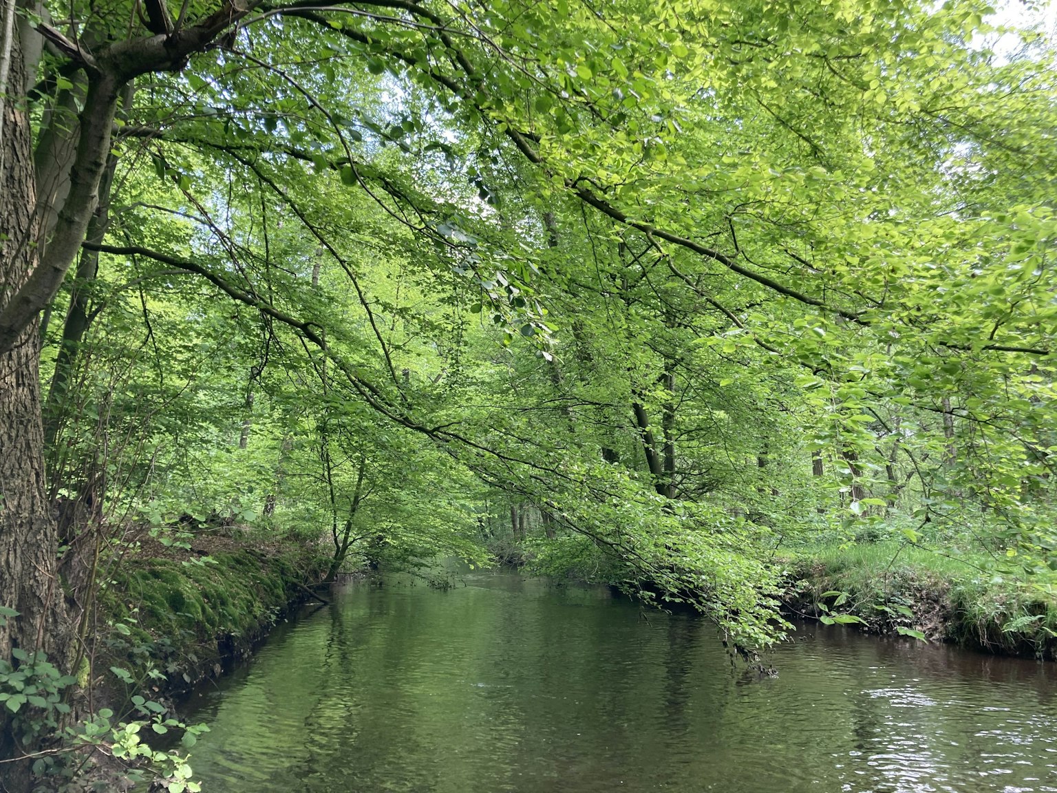 Scène de rivière sereine entourée d'arbres verts luxuriants