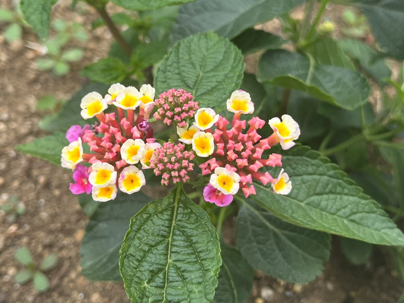 五彩缤纷的灯笼花簇拥在绿色叶子中