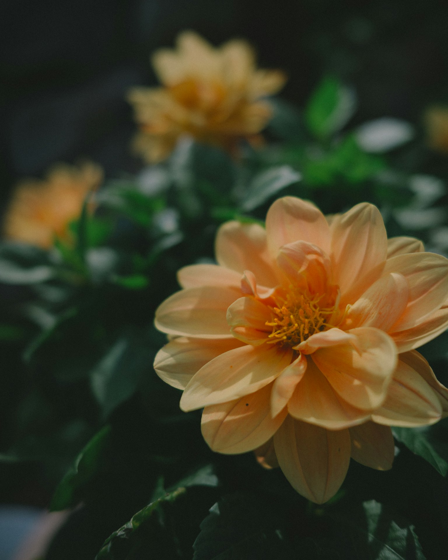 Nahaufnahme einer blühenden orangefarbenen Blume mit grünen Blättern