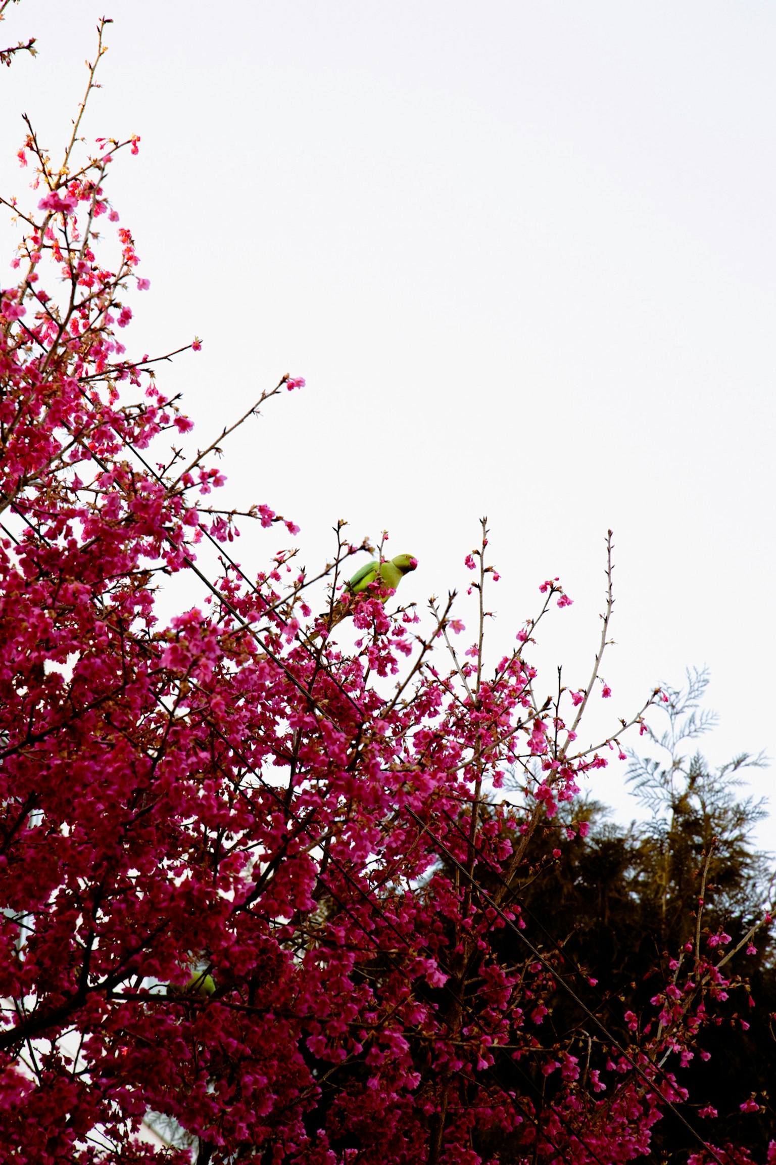 Imagen de un árbol con flores rosas vibrantes y un pájaro verde posado en él