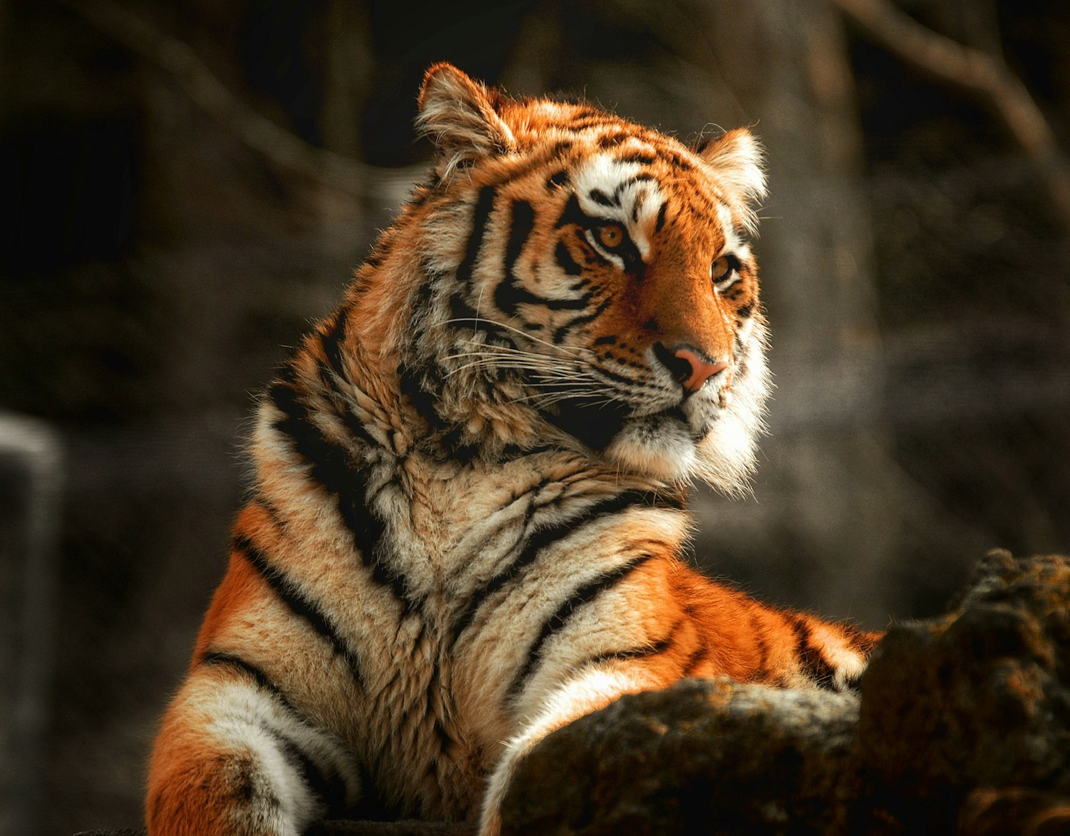 Un tigre con rayas naranjas y negras mirando hacia un lado