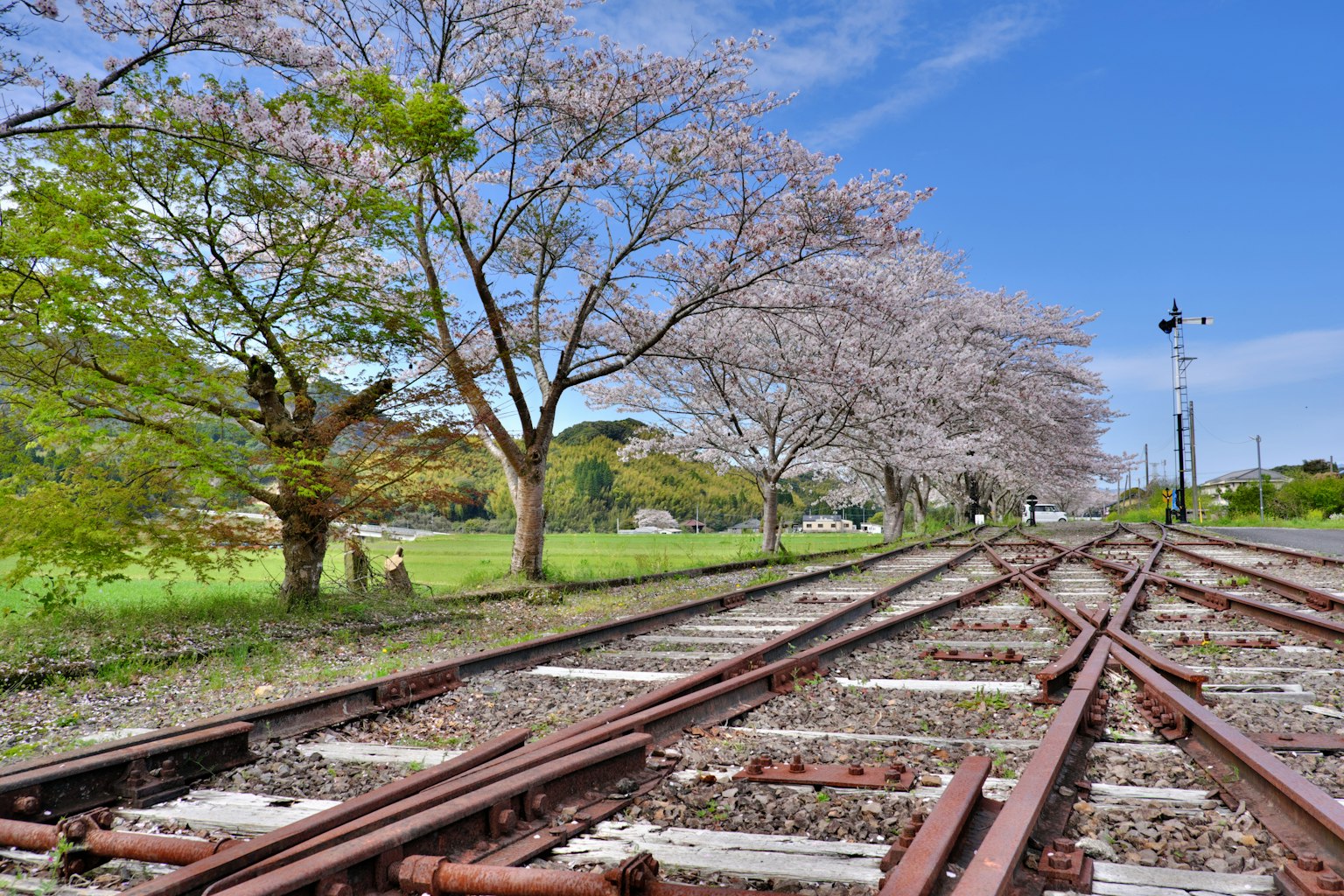 Rel kereta api dengan pohon sakura di bawah langit biru dan rumput hijau