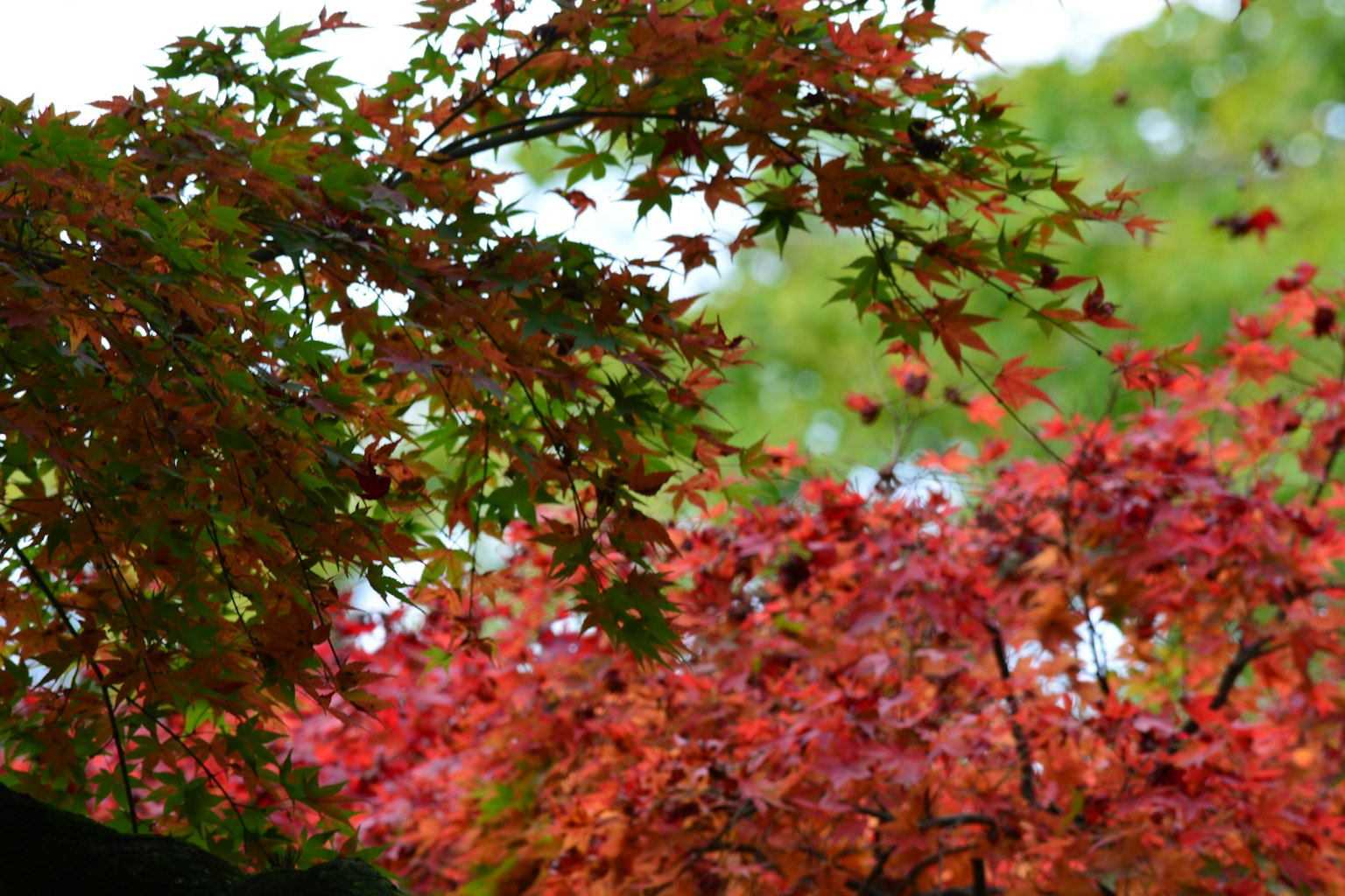 Vibrant red and green leaves in a beautiful autumn scene