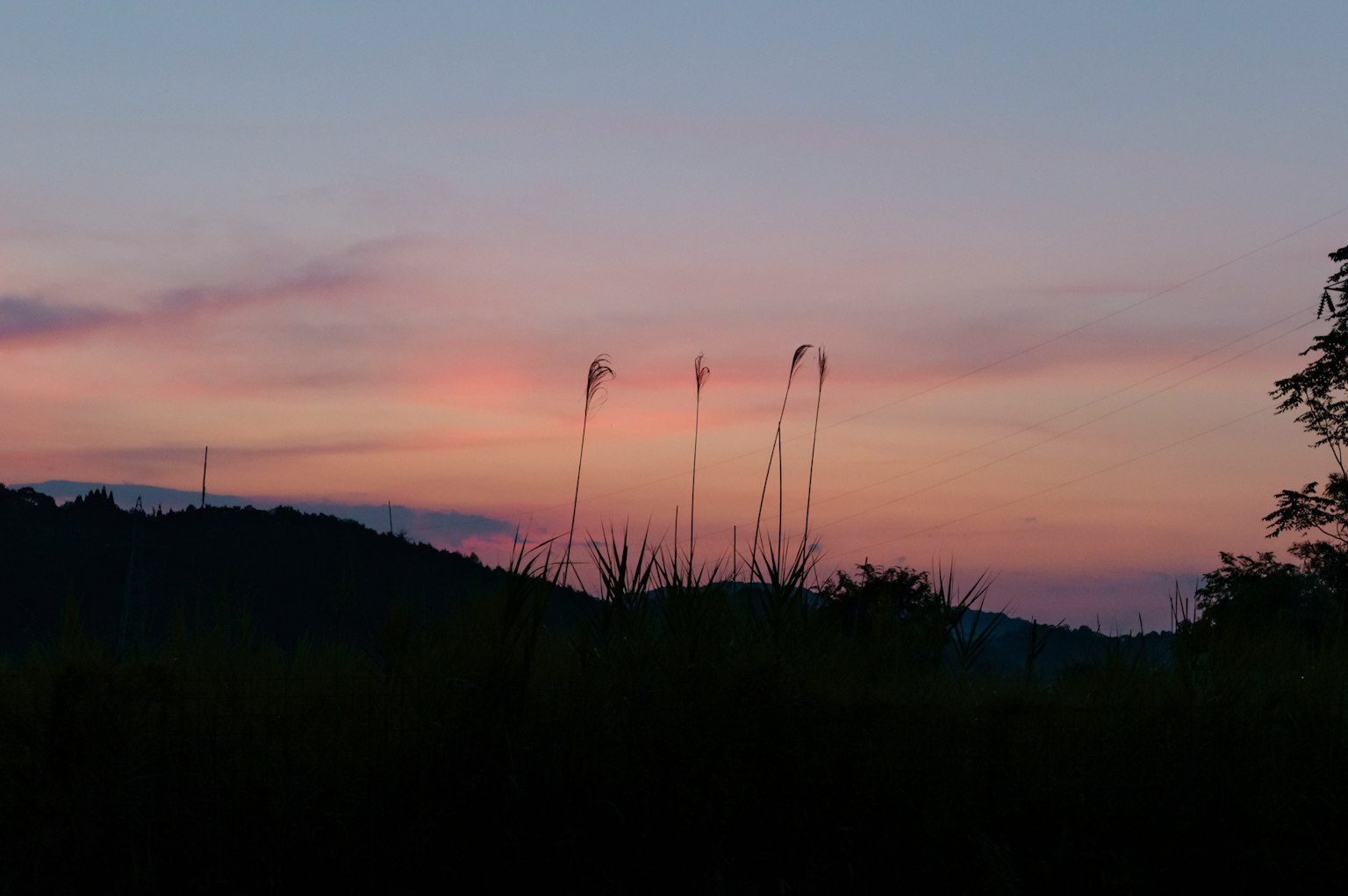 Ciel crépusculaire avec herbe en silhouette
