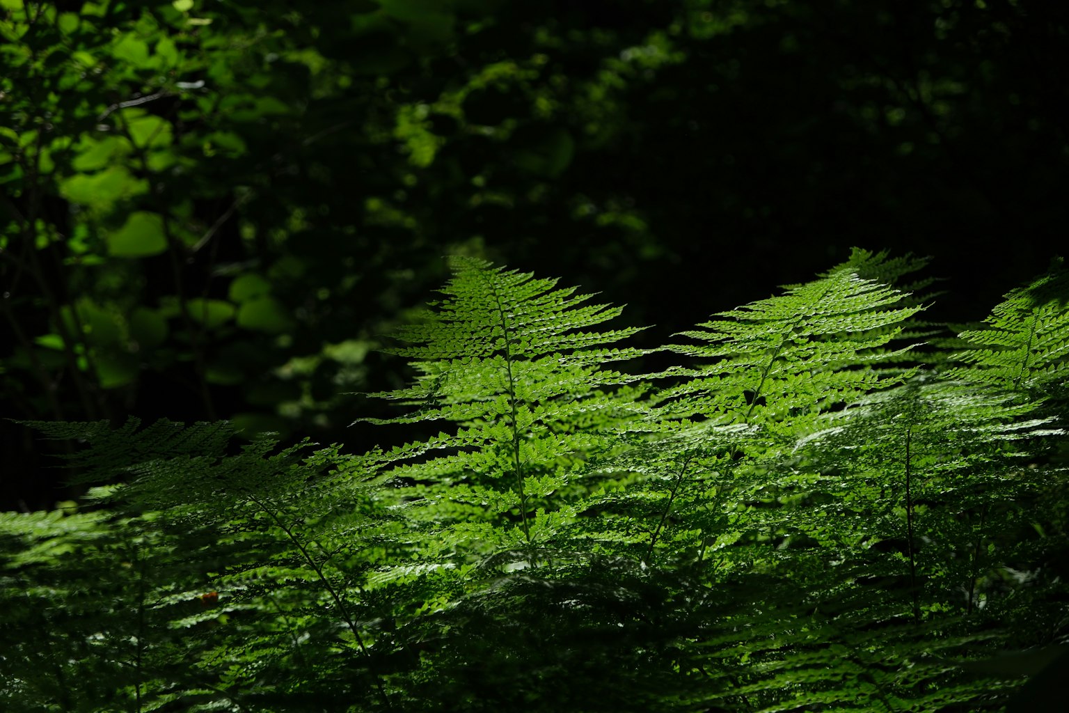 Foglie di felce che prosperano in una foresta verdeggiante