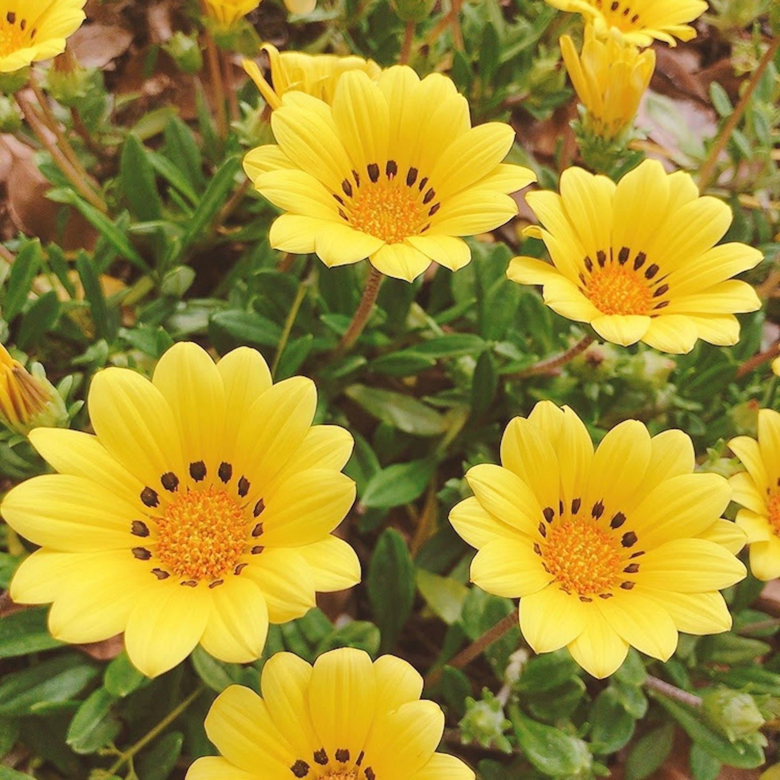 Una exhibición vibrante de flores amarillas en un jardín
